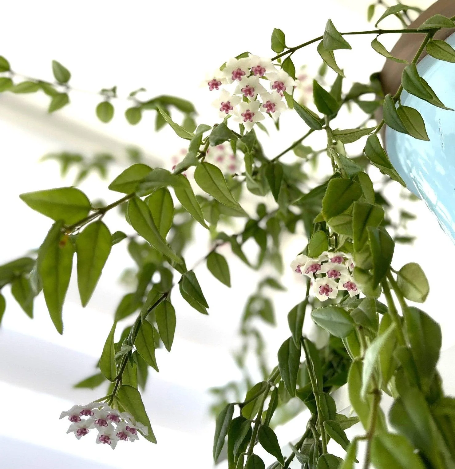 Hoya Bella - Image 5
