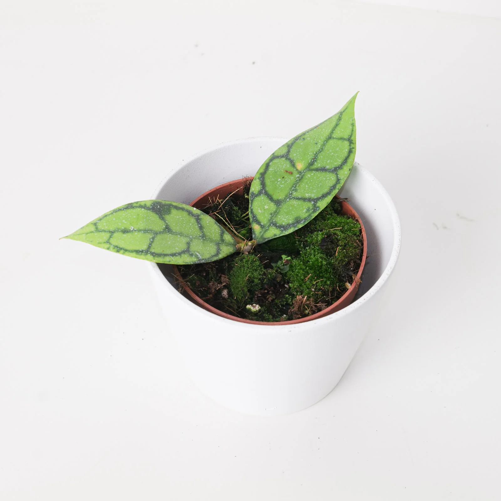 Hoya callistophylla 'Black Cat' - Image 2