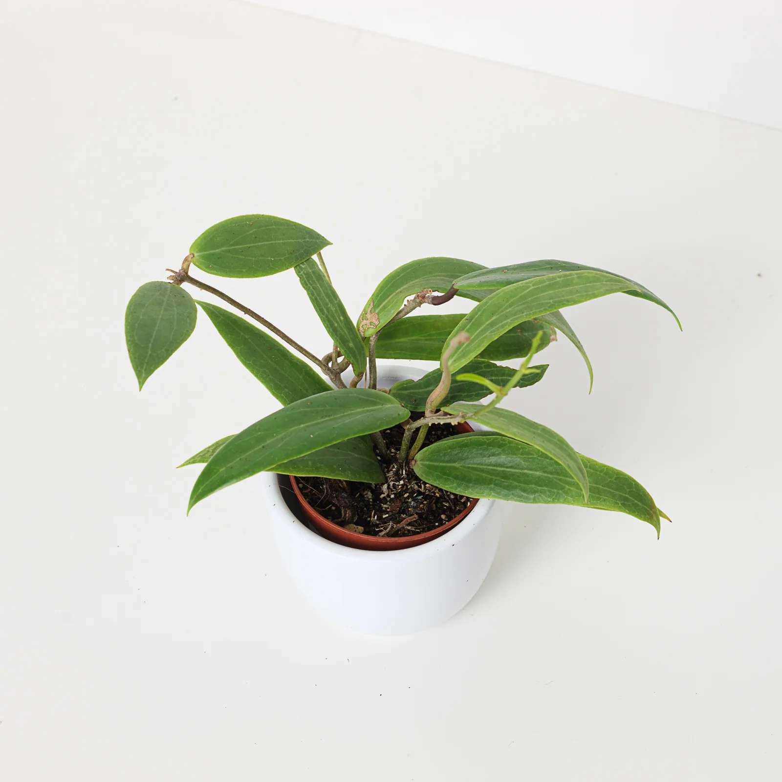 Hoya blashernaezii