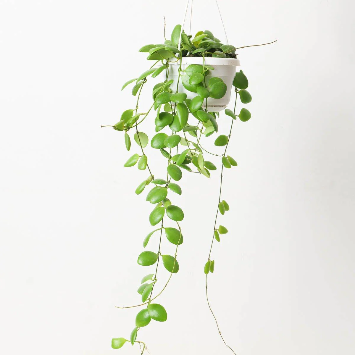Hoya brevialata