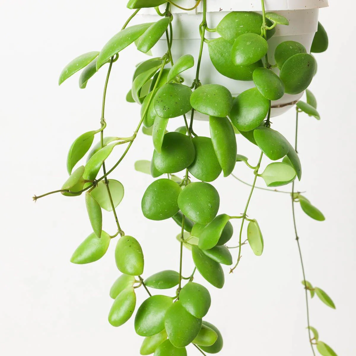 Hoya brevialata - Image 2