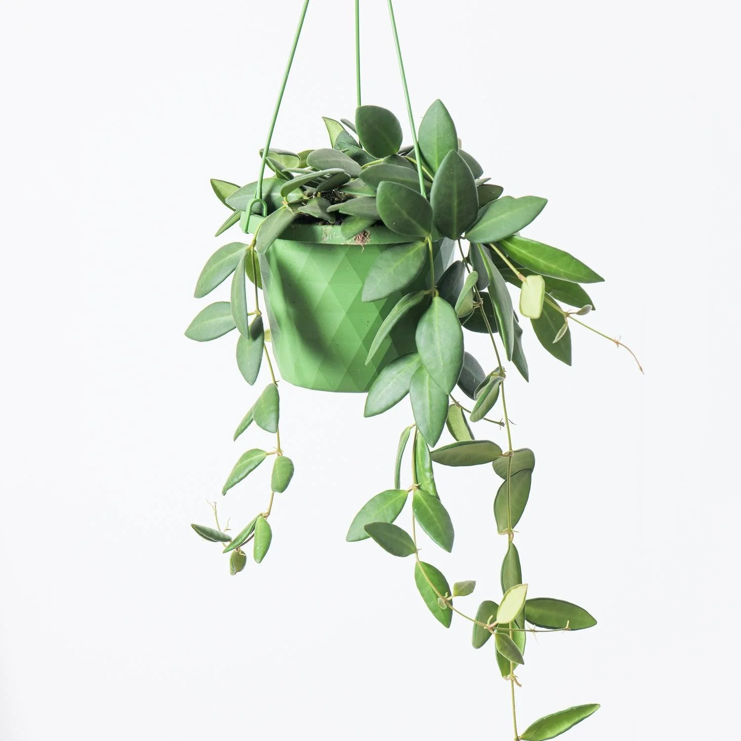 Hoya Burtoniae