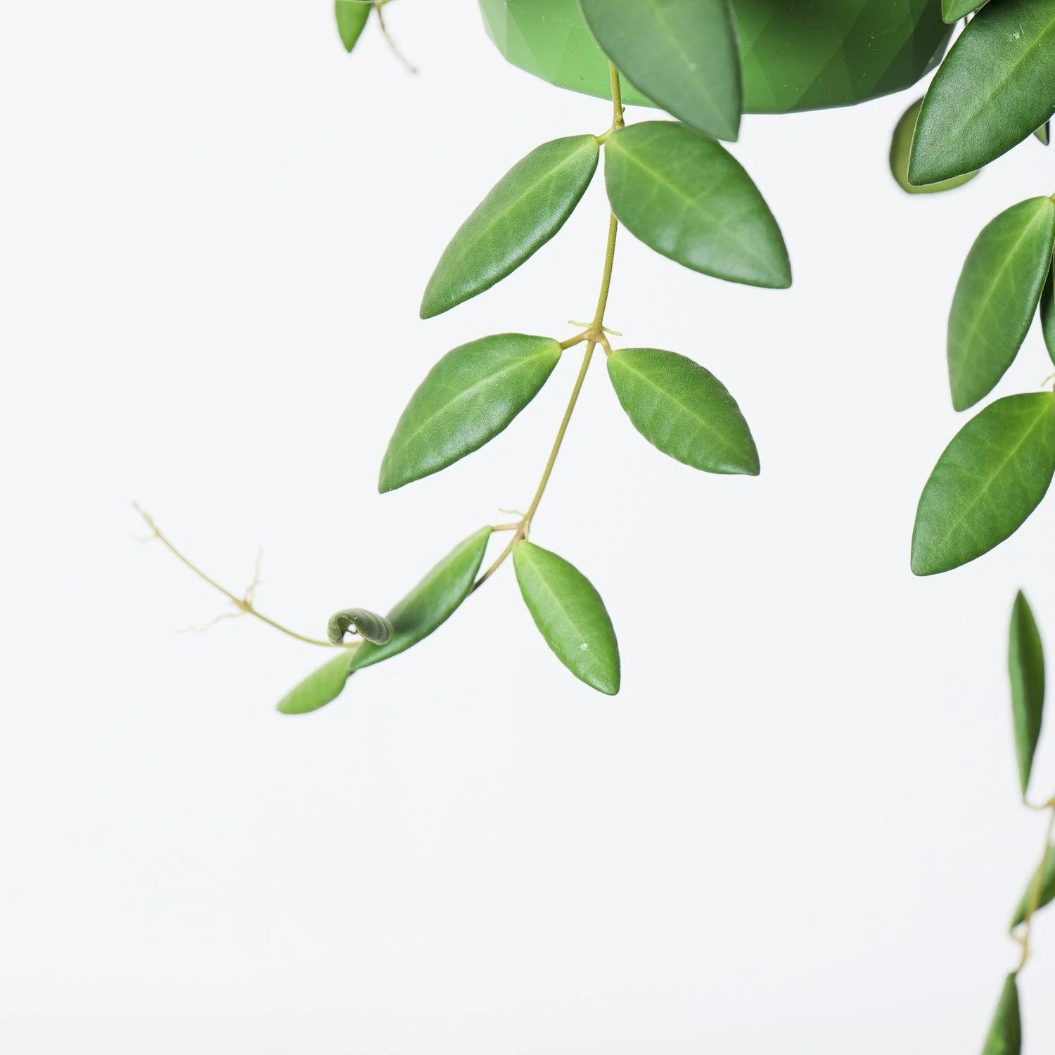 Hoya Burtoniae - Image 2