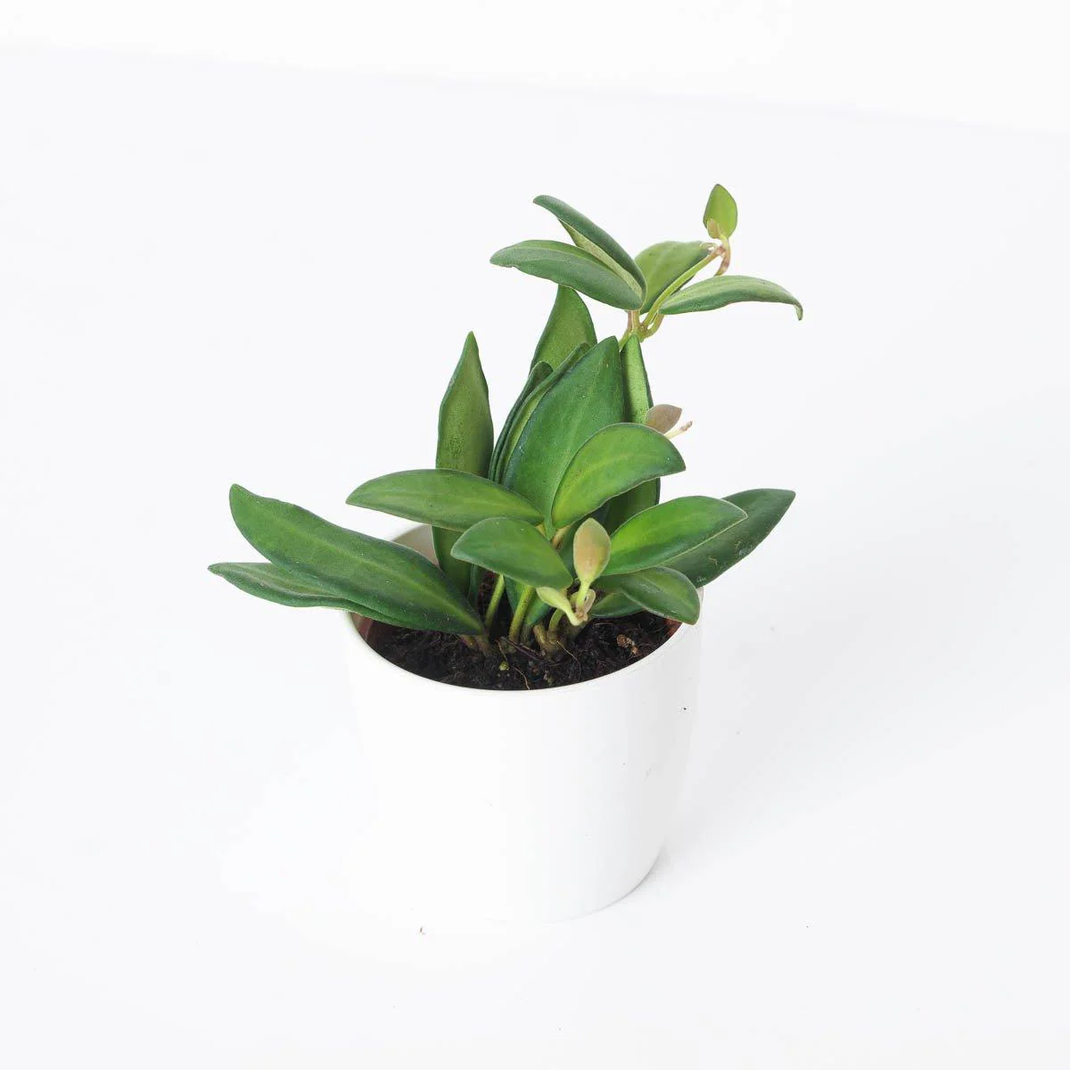Hoya Burtoniae - Image 3
