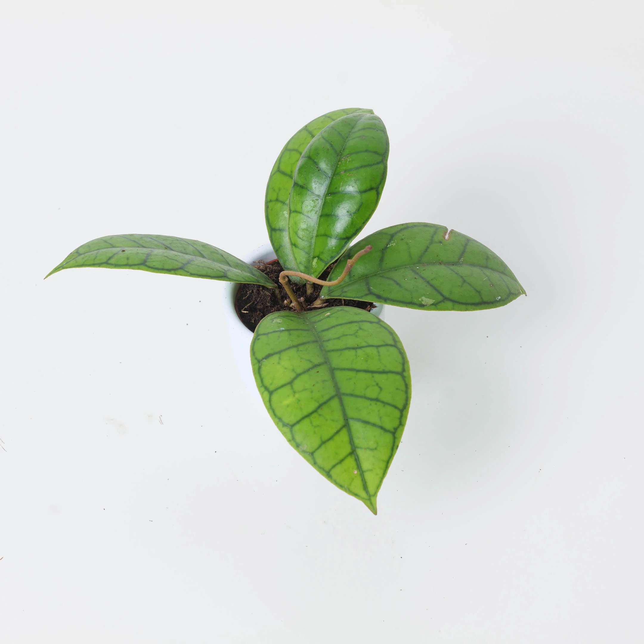 Hoya calistophylla P2