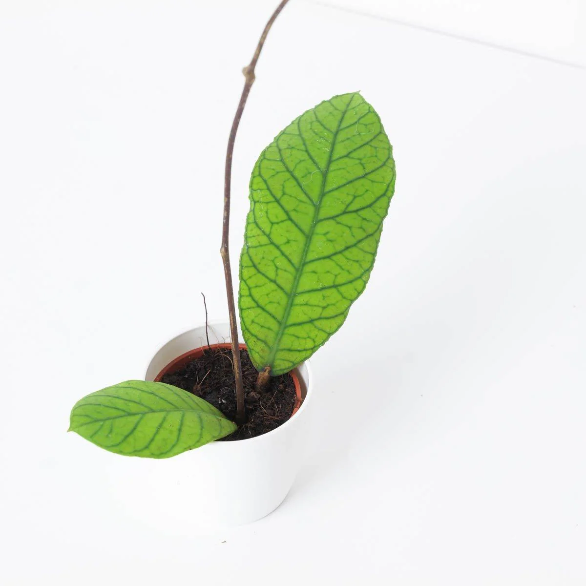 Hoya callistophylla - Image 2