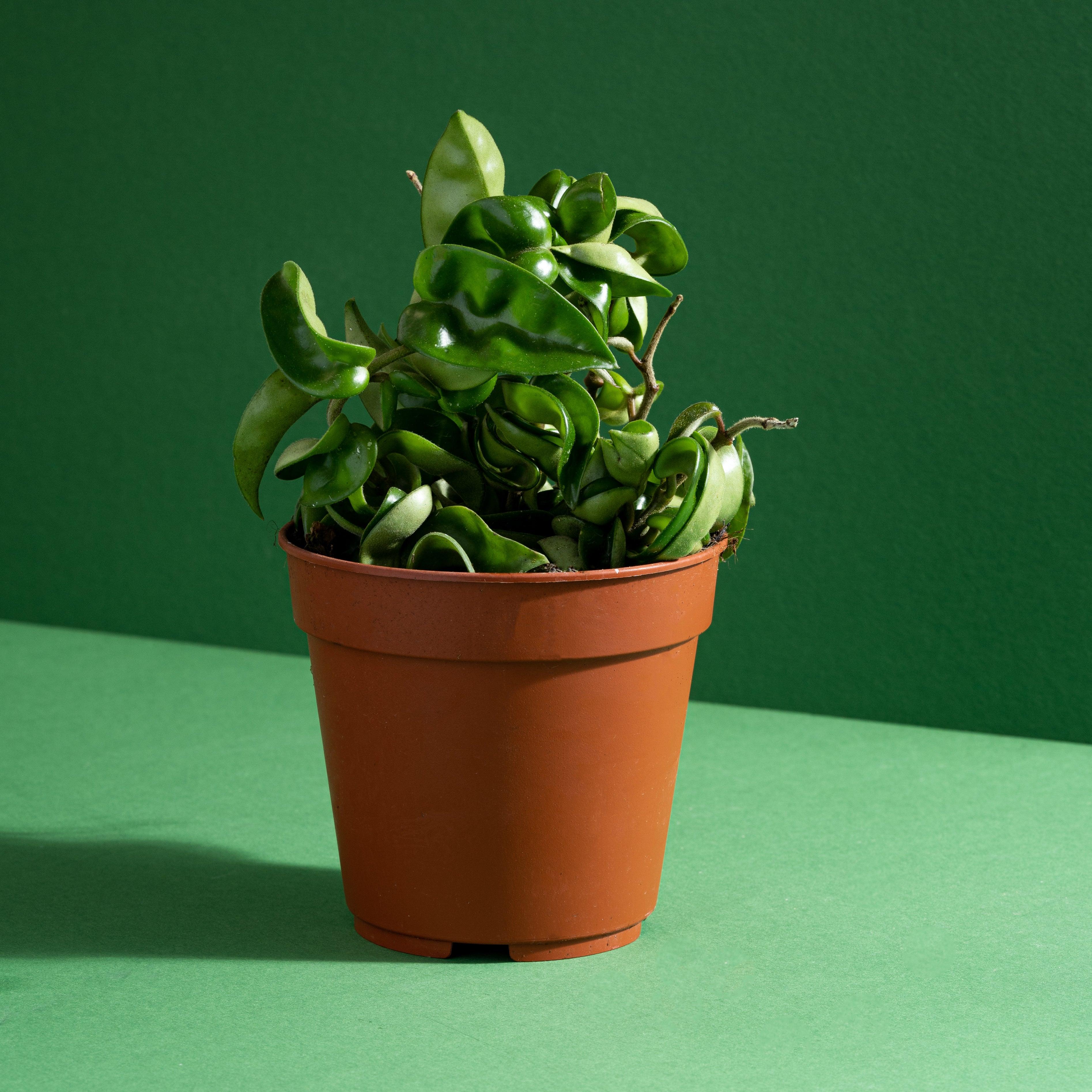 Hoya Carnosa Compacta | 12cm Pot | Pet Friendly House Plant