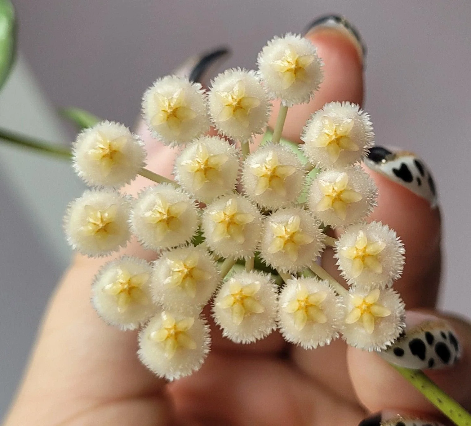 Hoya Carnosa Compacta | 12cm Pot | Pet Friendly House Plant - Image 2