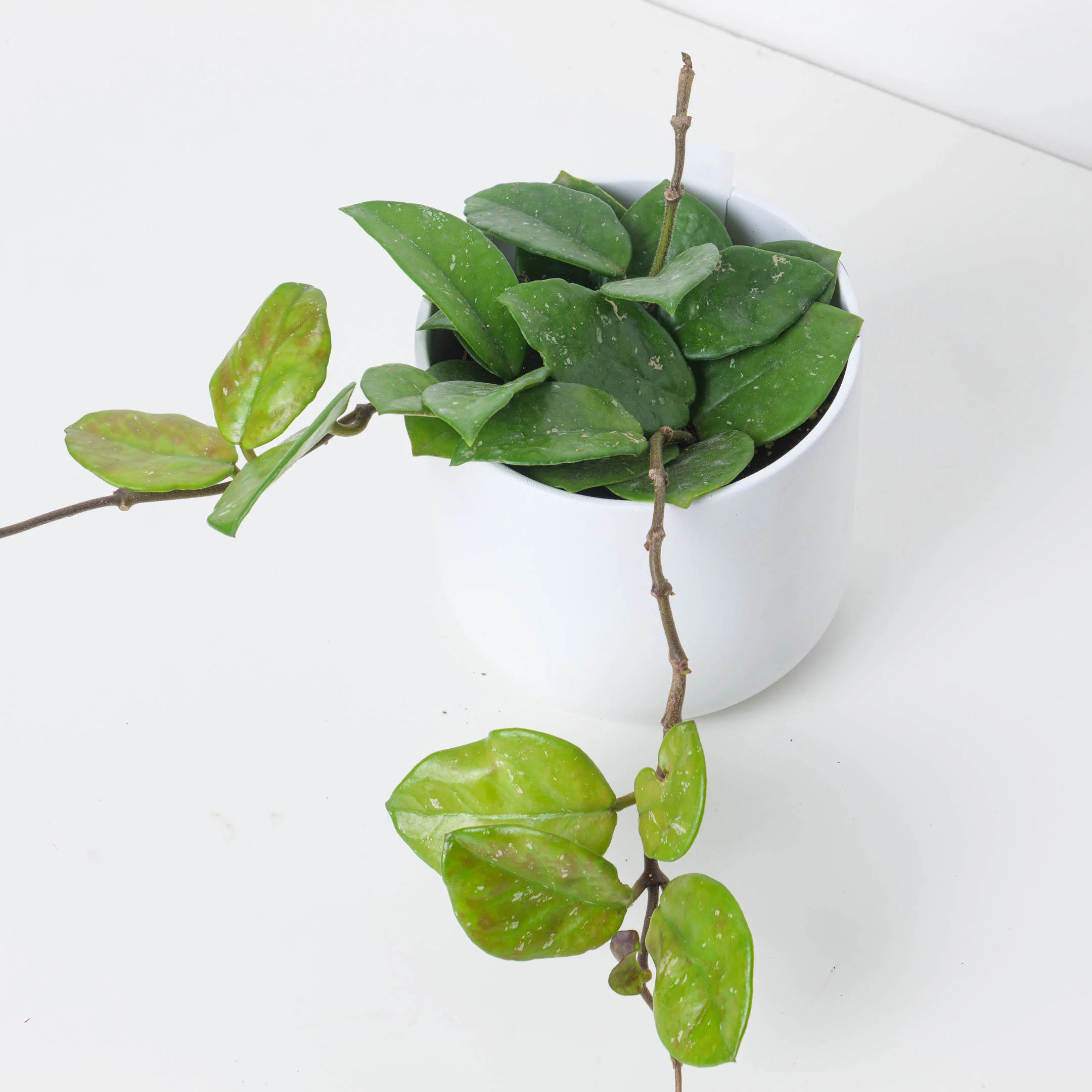 Hoya Carnosa Freckled ’Splash’