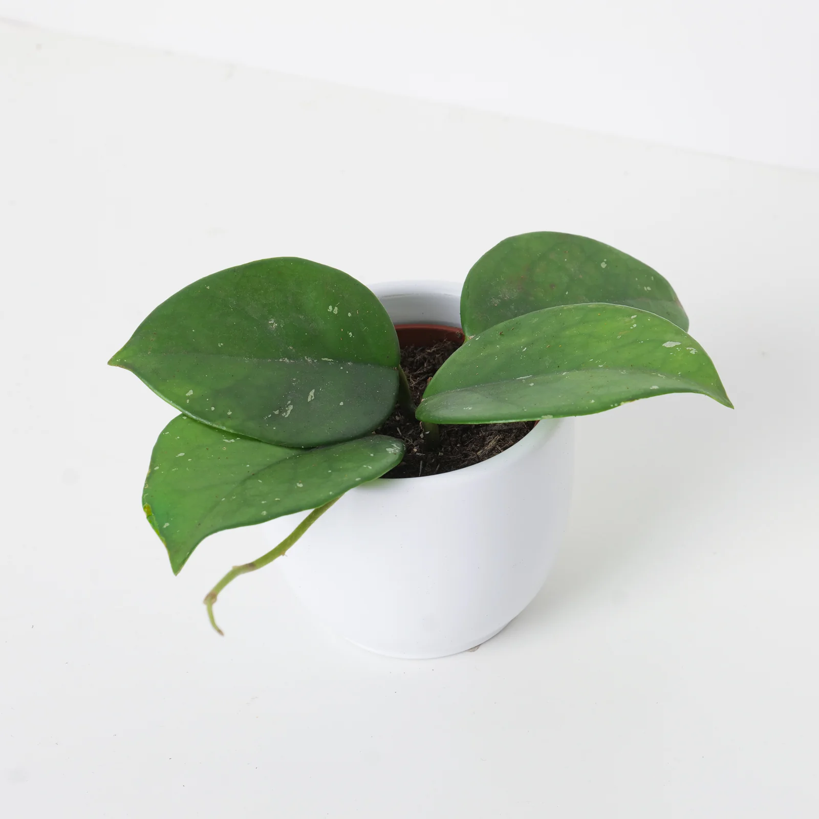Hoya Carnosa Freckled ’Splash’ - Image 2