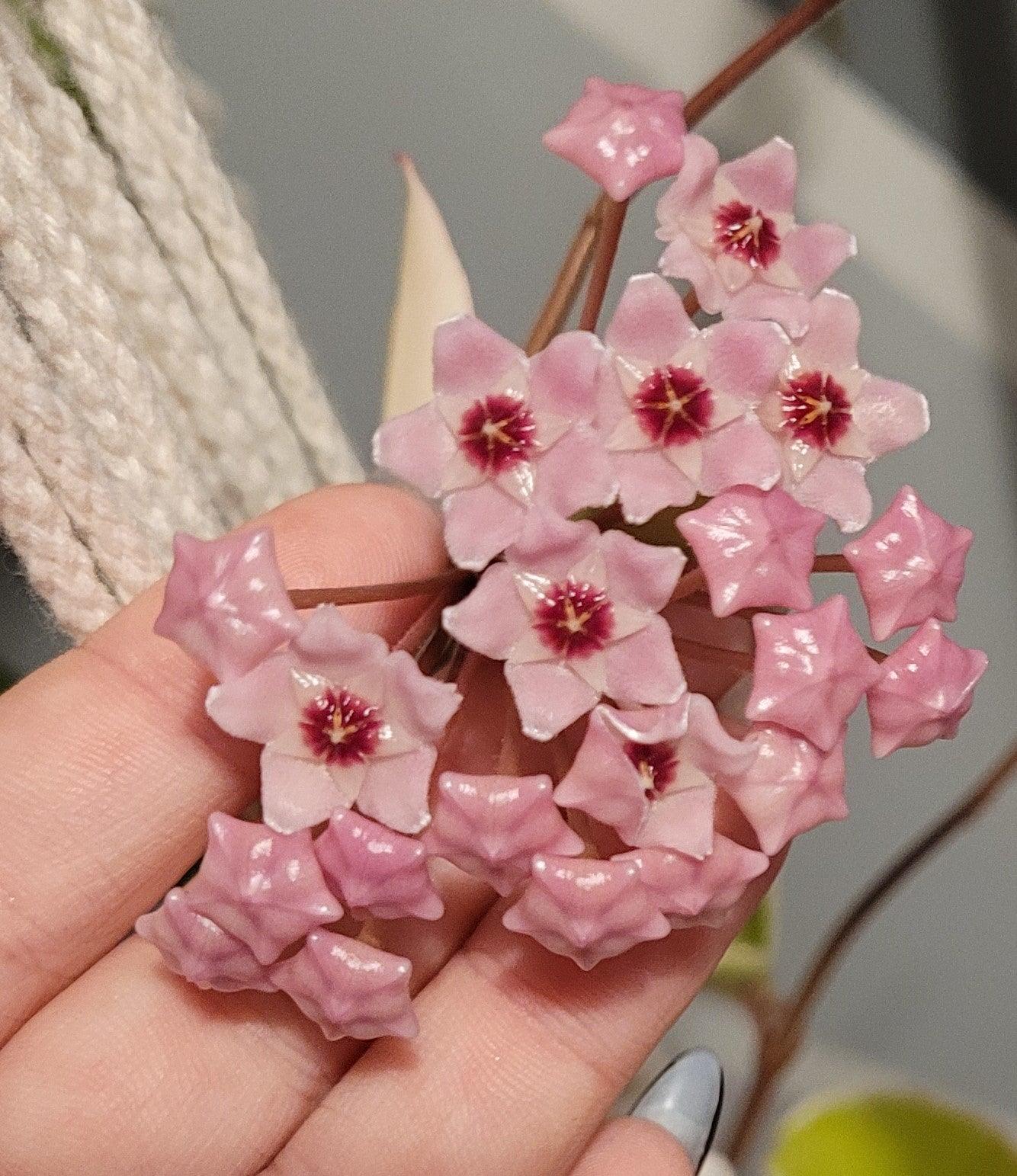 Hoya Carnosa Krimson Queen - Image 3