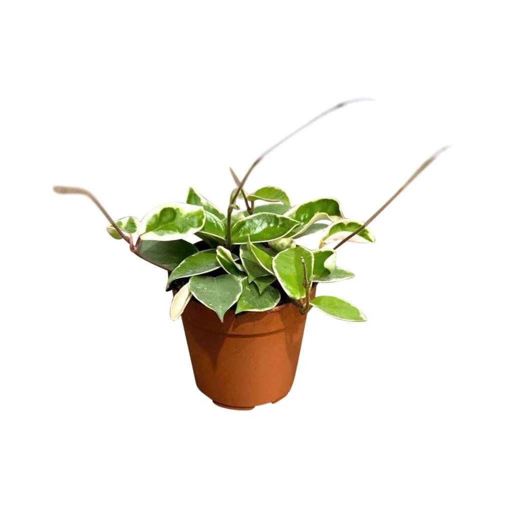 Hoya Carnosa Krimson Queen - Image 4