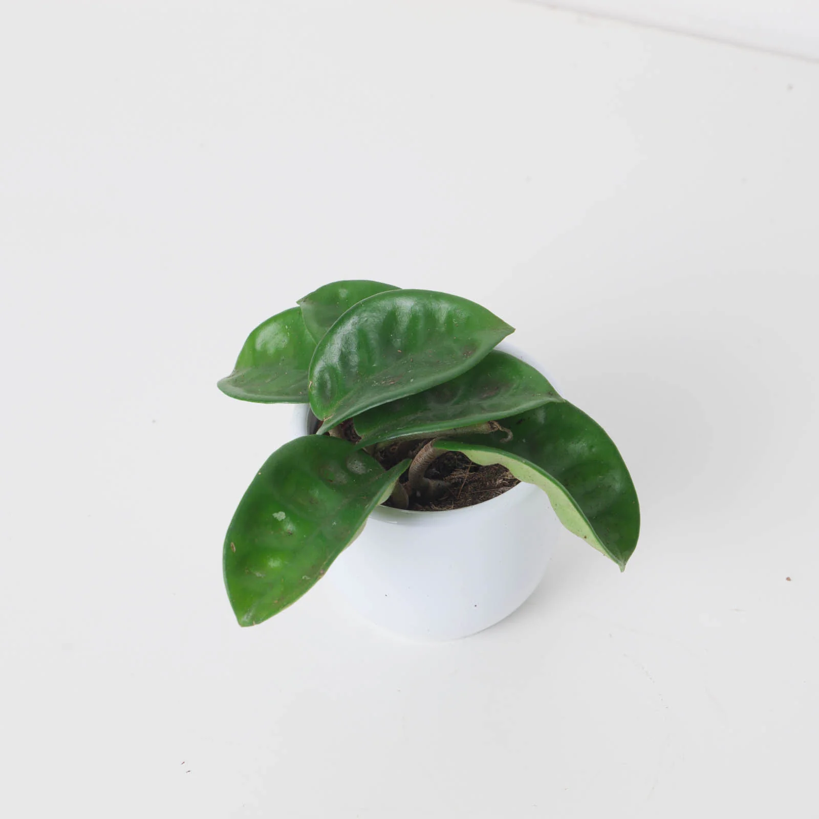 Hoya carnosa 'Krinkle 8' - Image 2