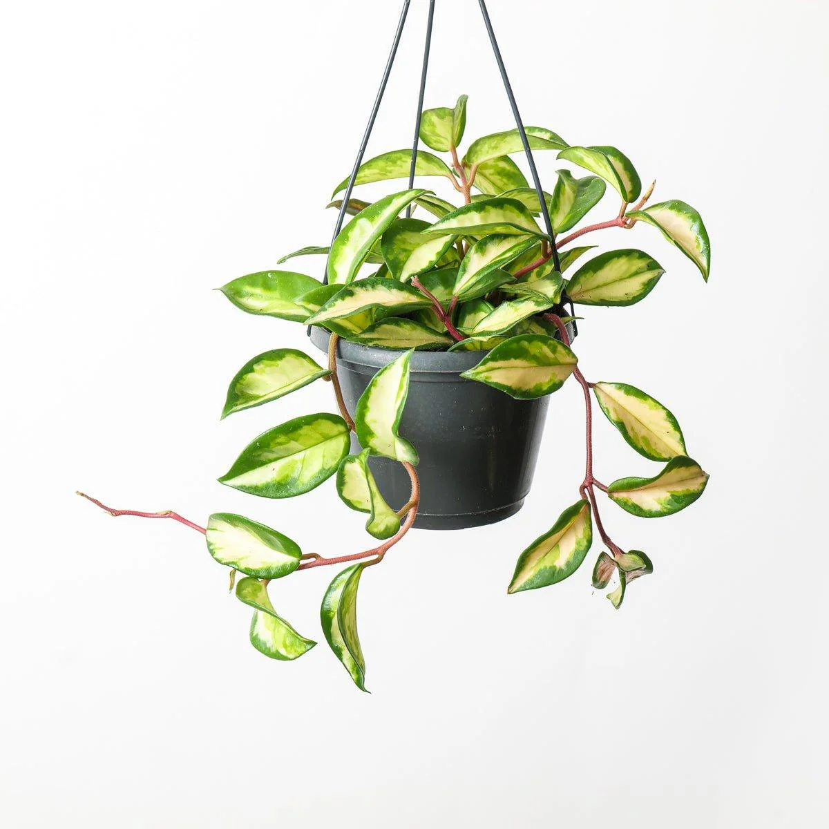Hoya Carnosa Tricolor