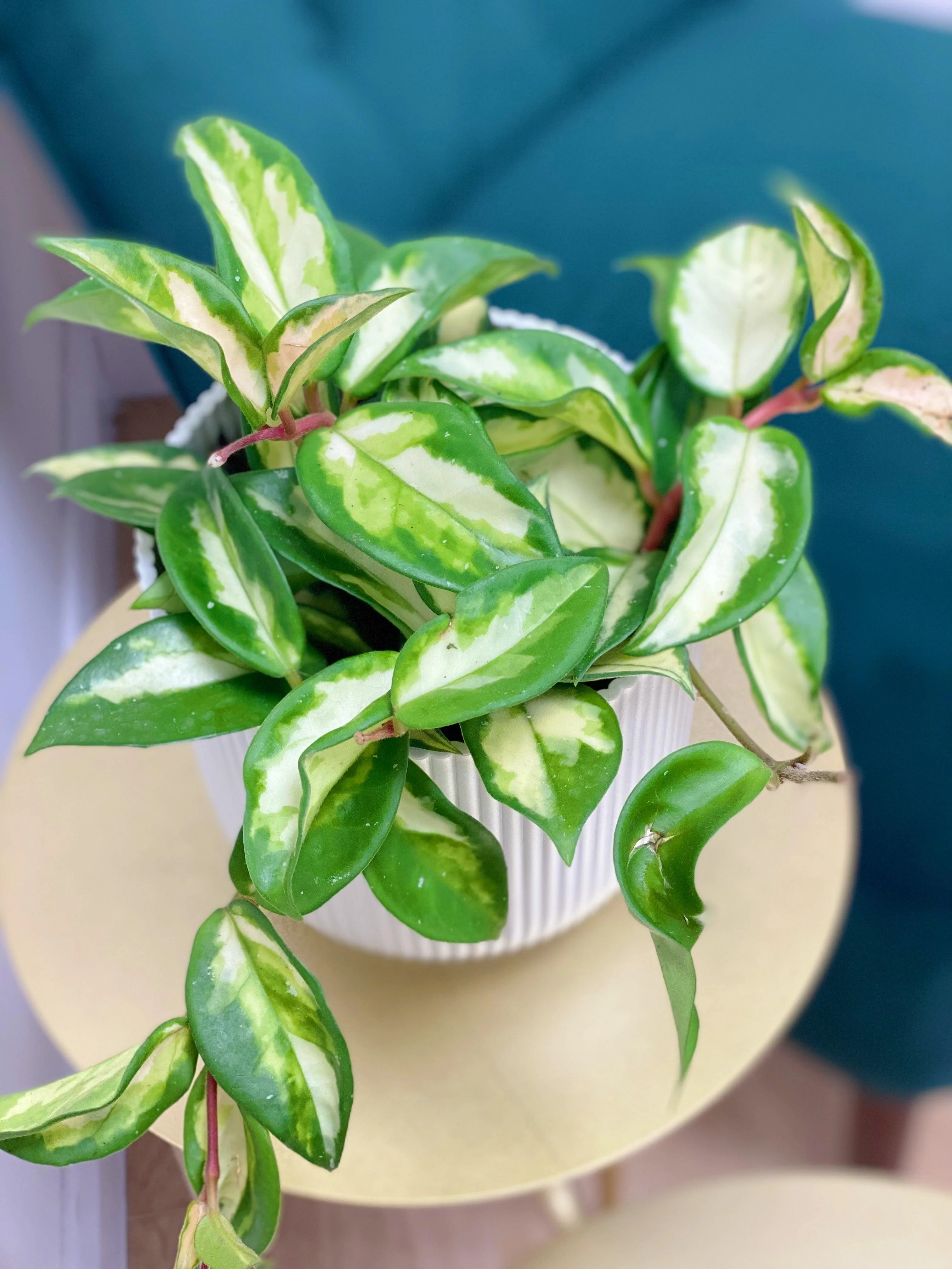 Hoya Carnosa Tricolor - Image 3