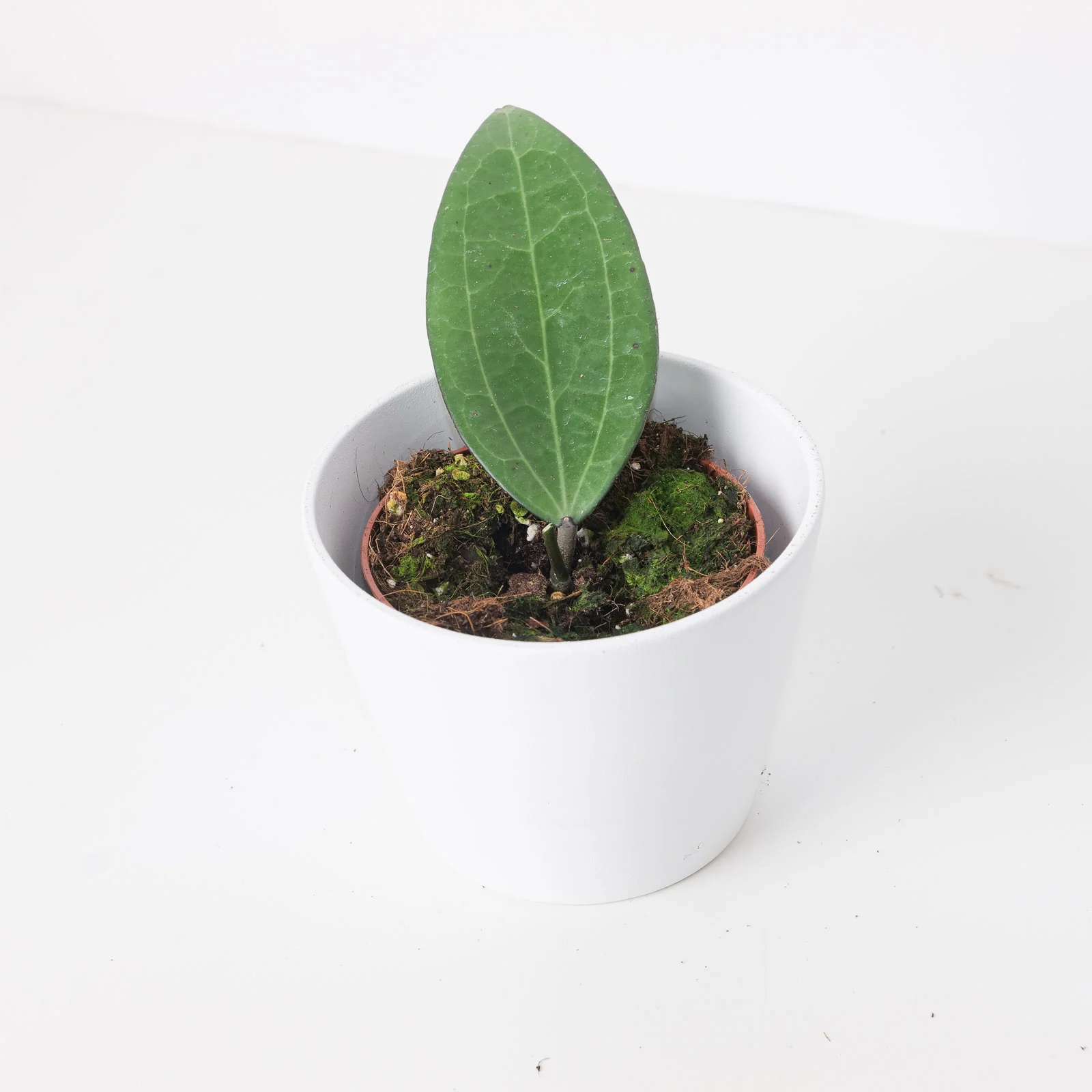 Hoya cinnamomifolia
