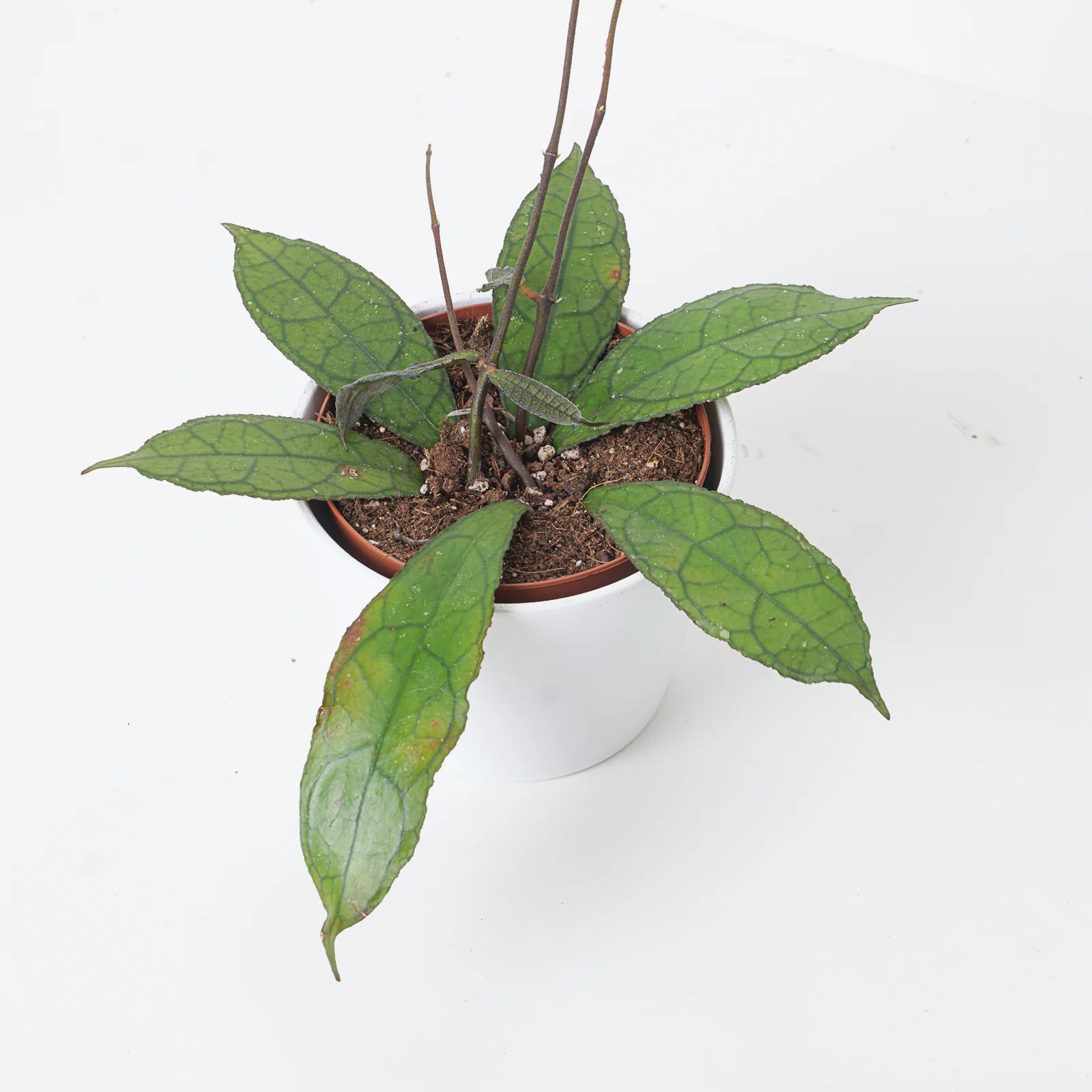 Hoya clemensiorum aff. 'Dark Red'