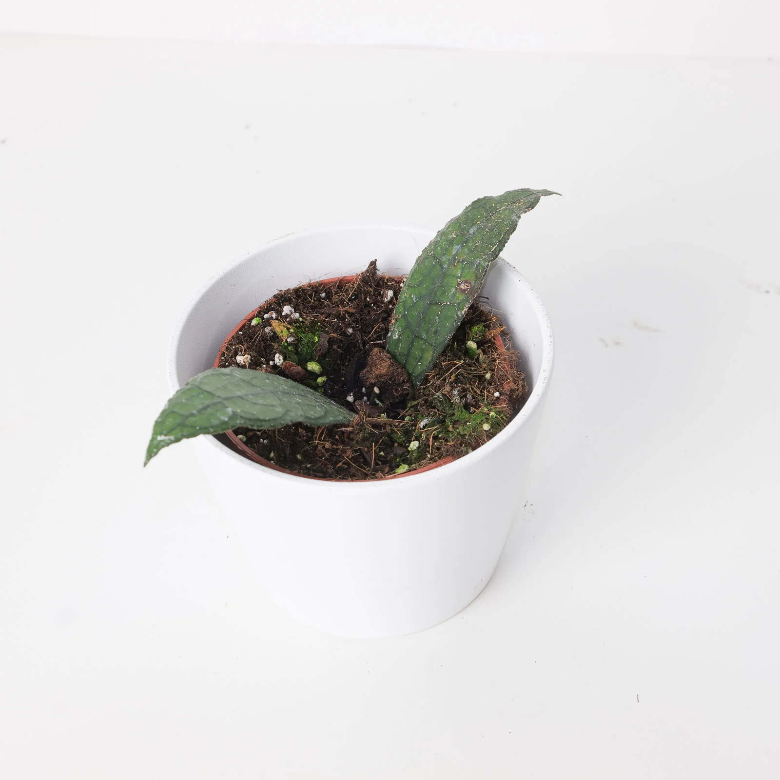 Hoya clemensiorum 'Sumatra'
