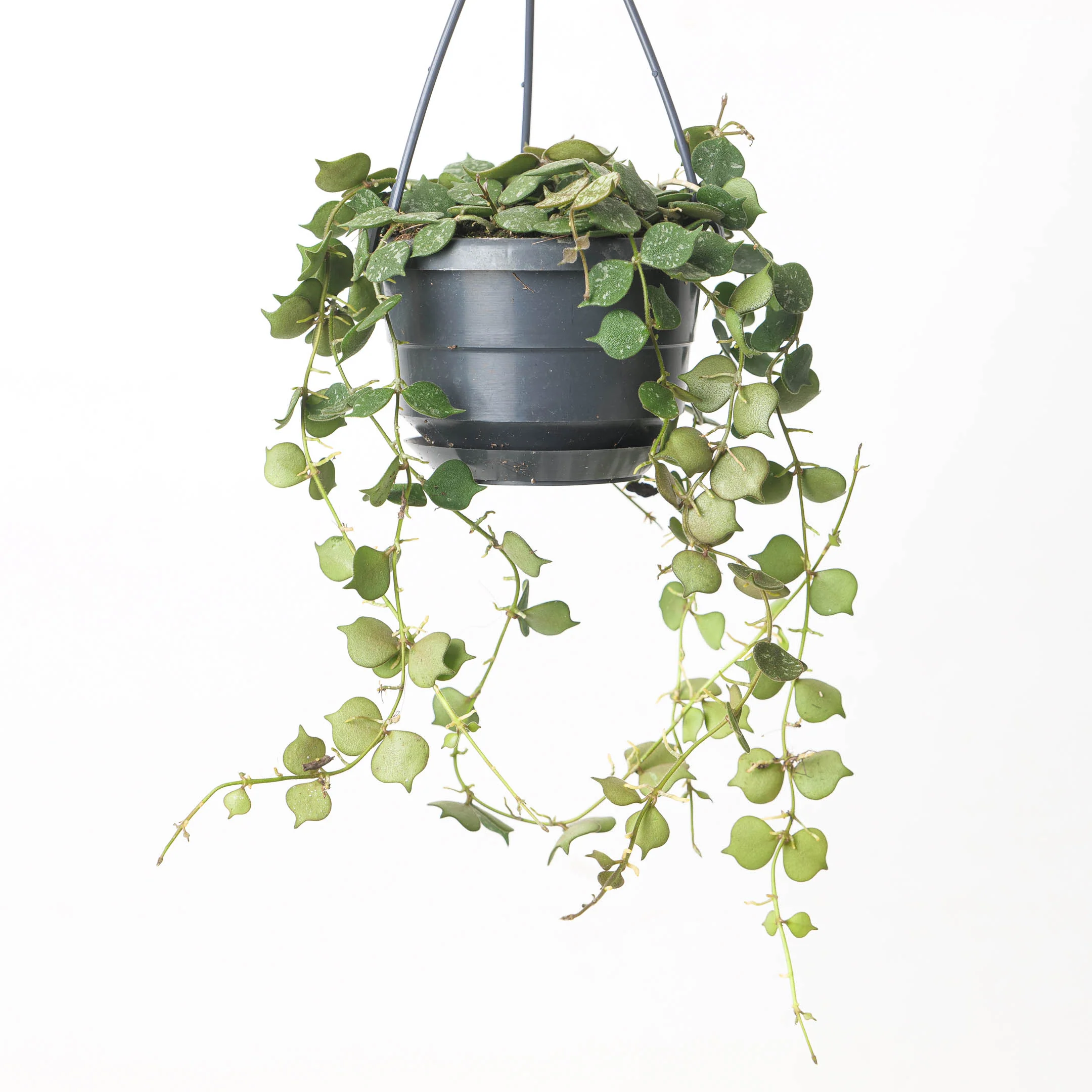 Hoya Curtsii - Image 2