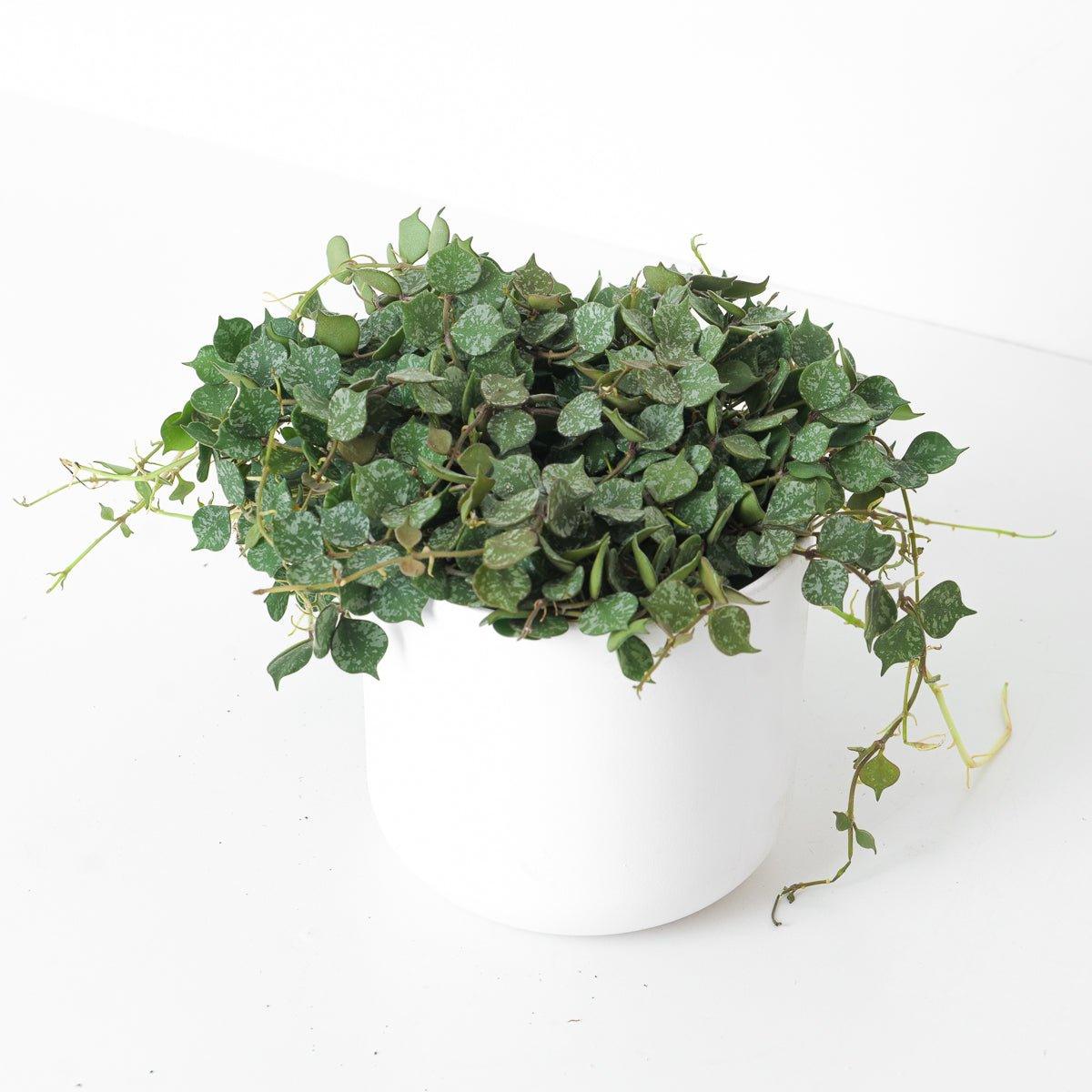 Hoya Curtsii - Image 3