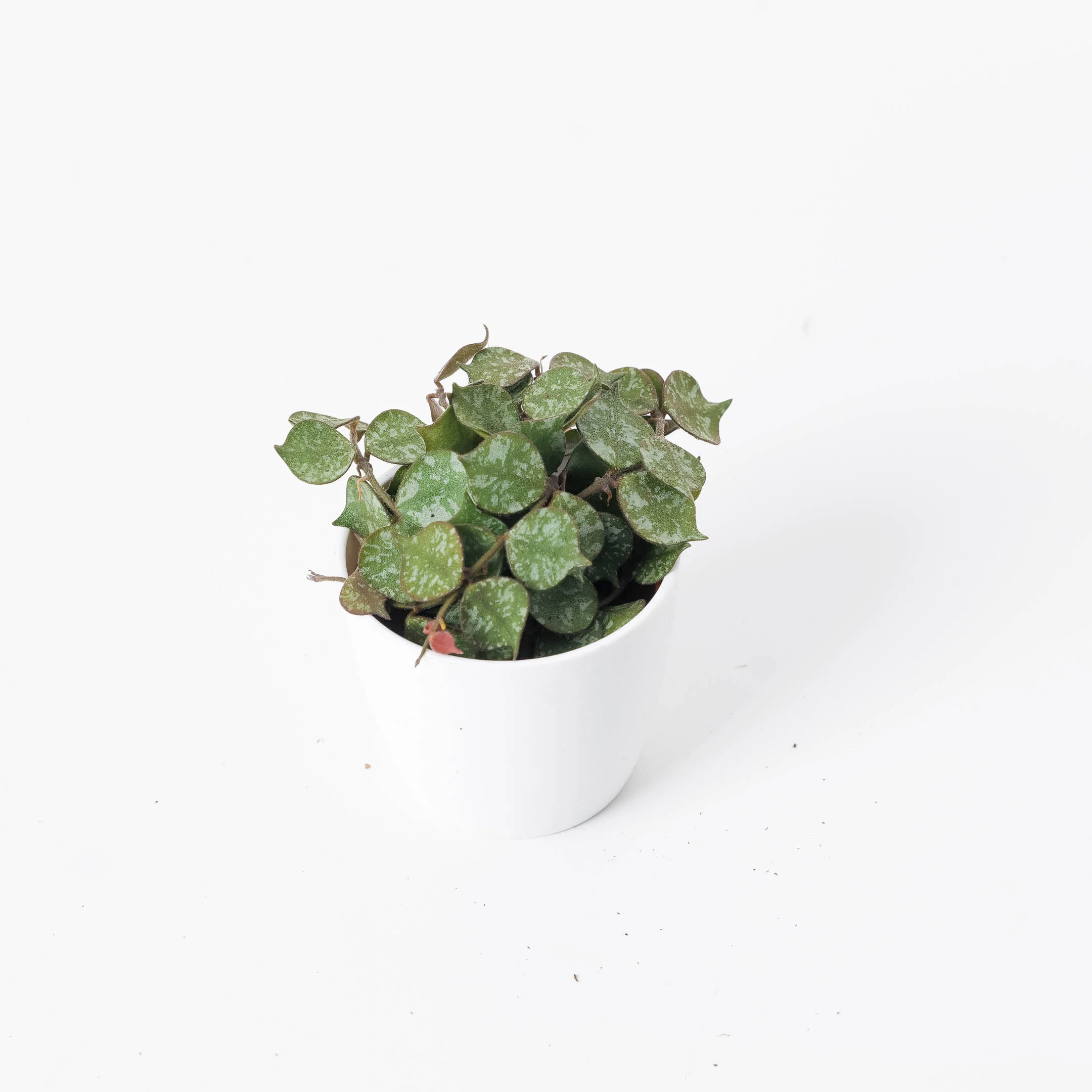 Hoya Curtsii - Image 4
