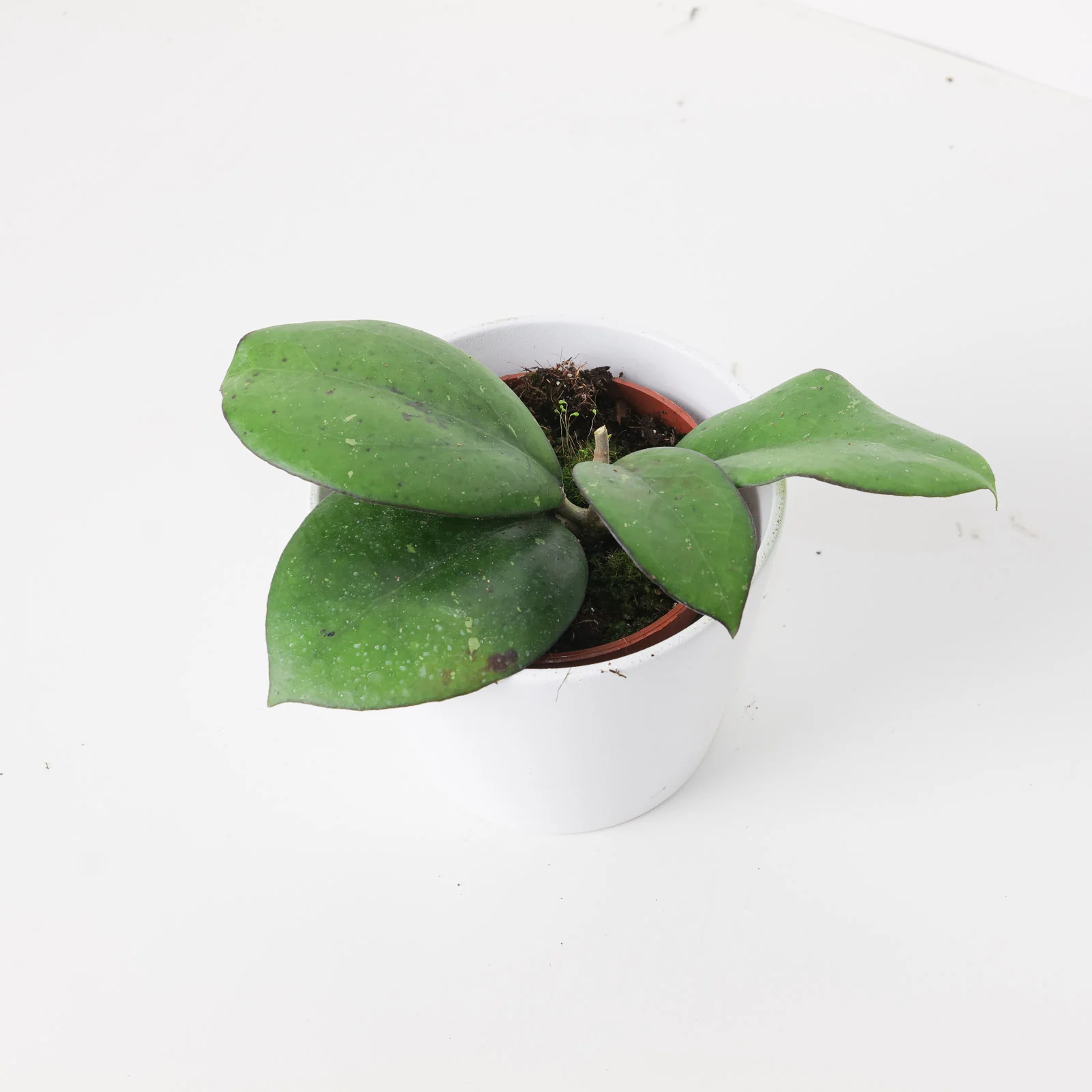 Hoya cv. Joy | sp. Laos x vitellina
