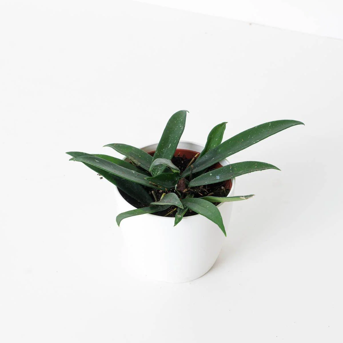 Hoya cv. Minibelle