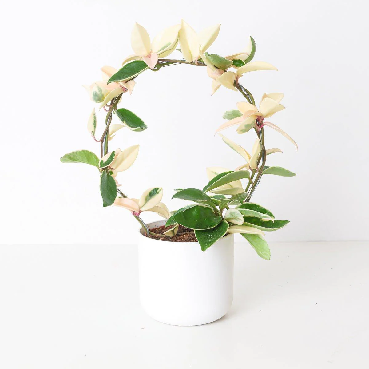 Hoya 'Dua Lipa'
