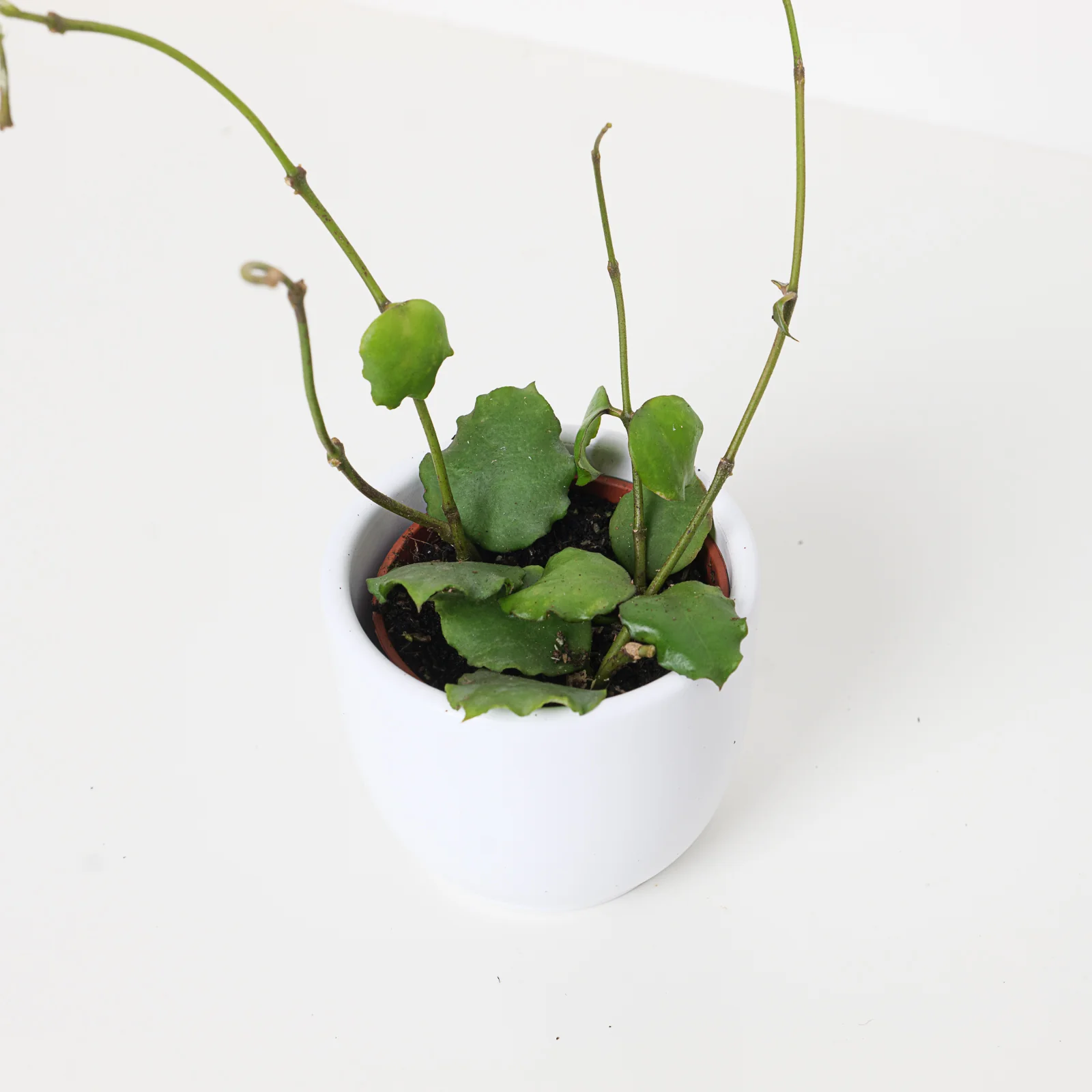 Hoya endauensis - Image 2