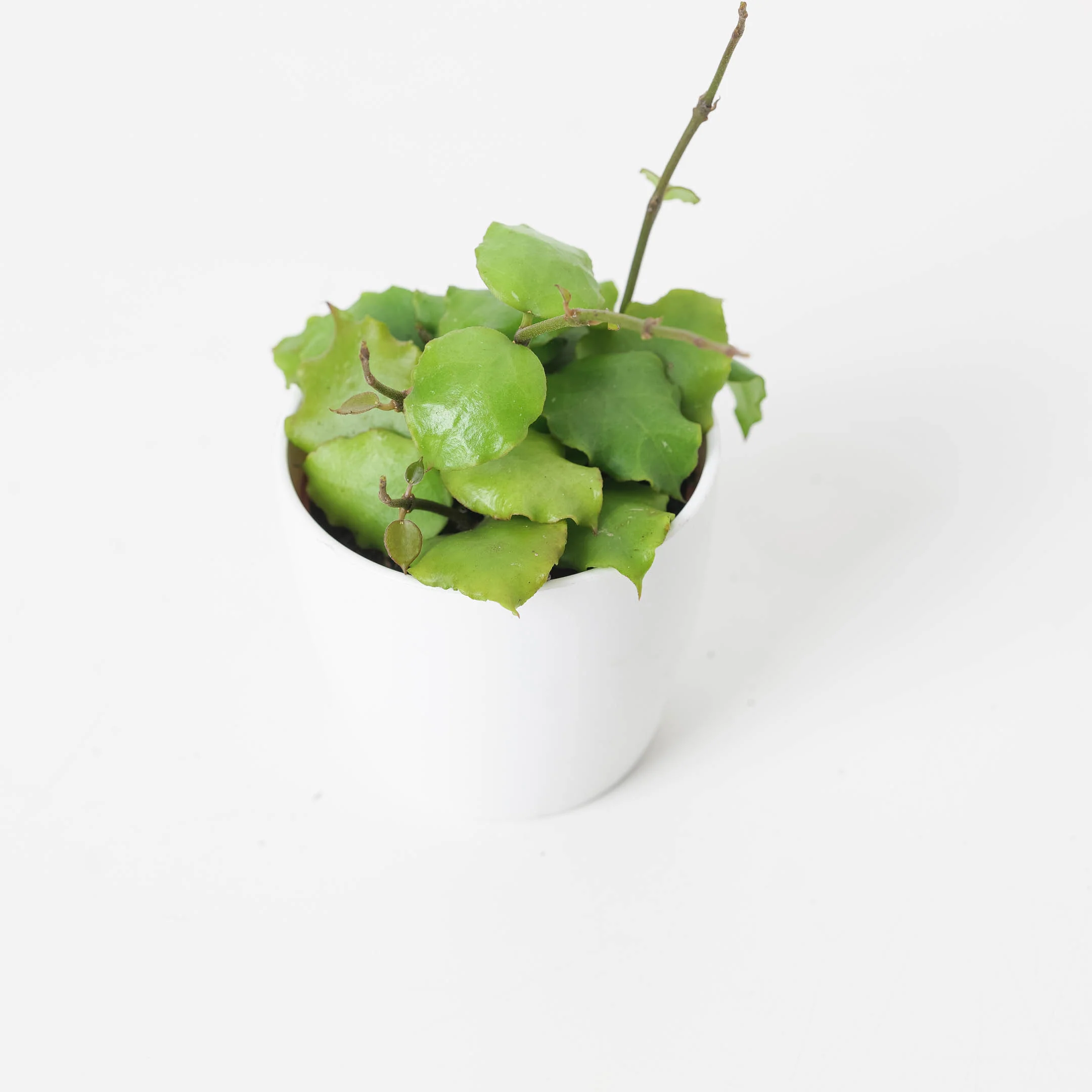 Hoya enduaensis