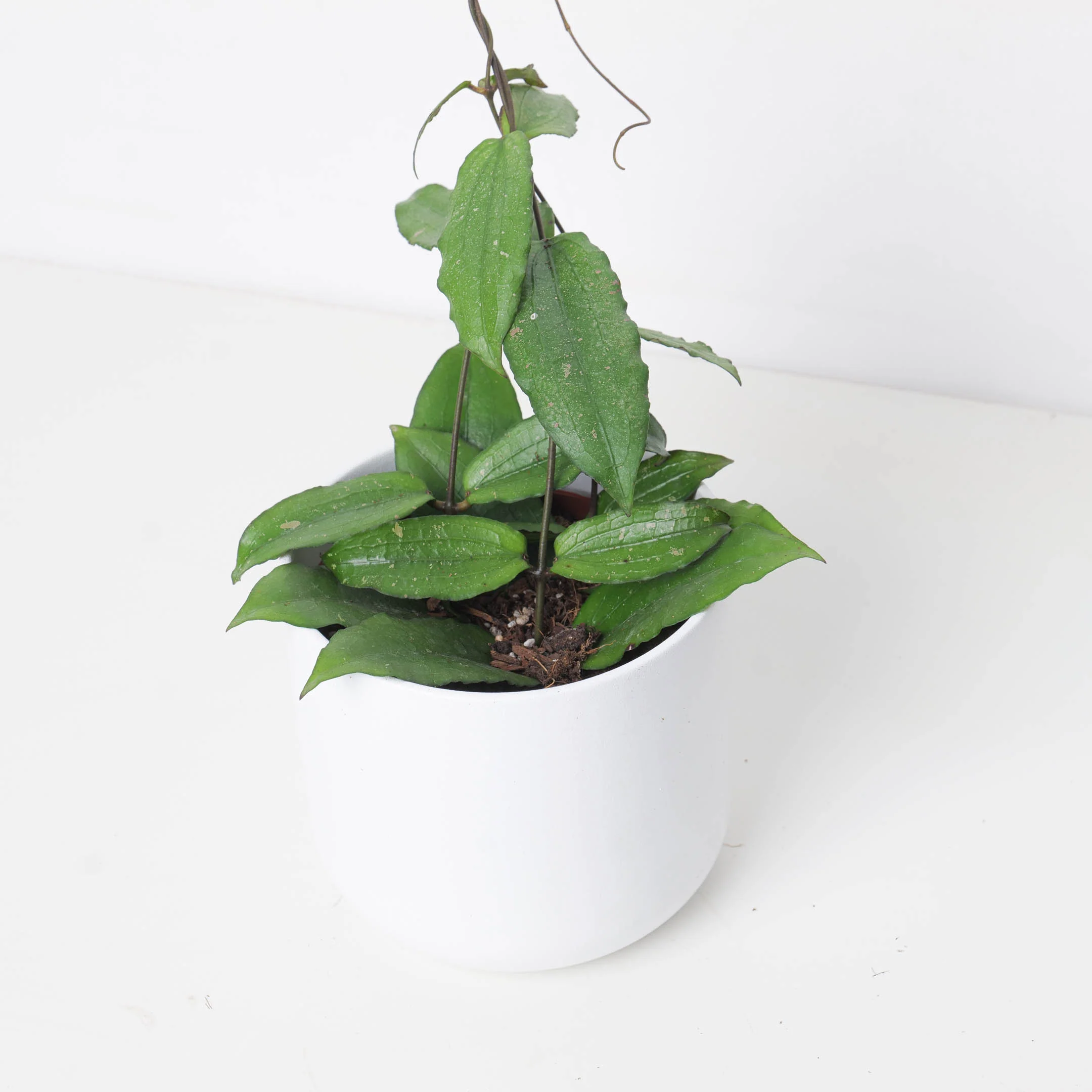 Hoya Erythrina