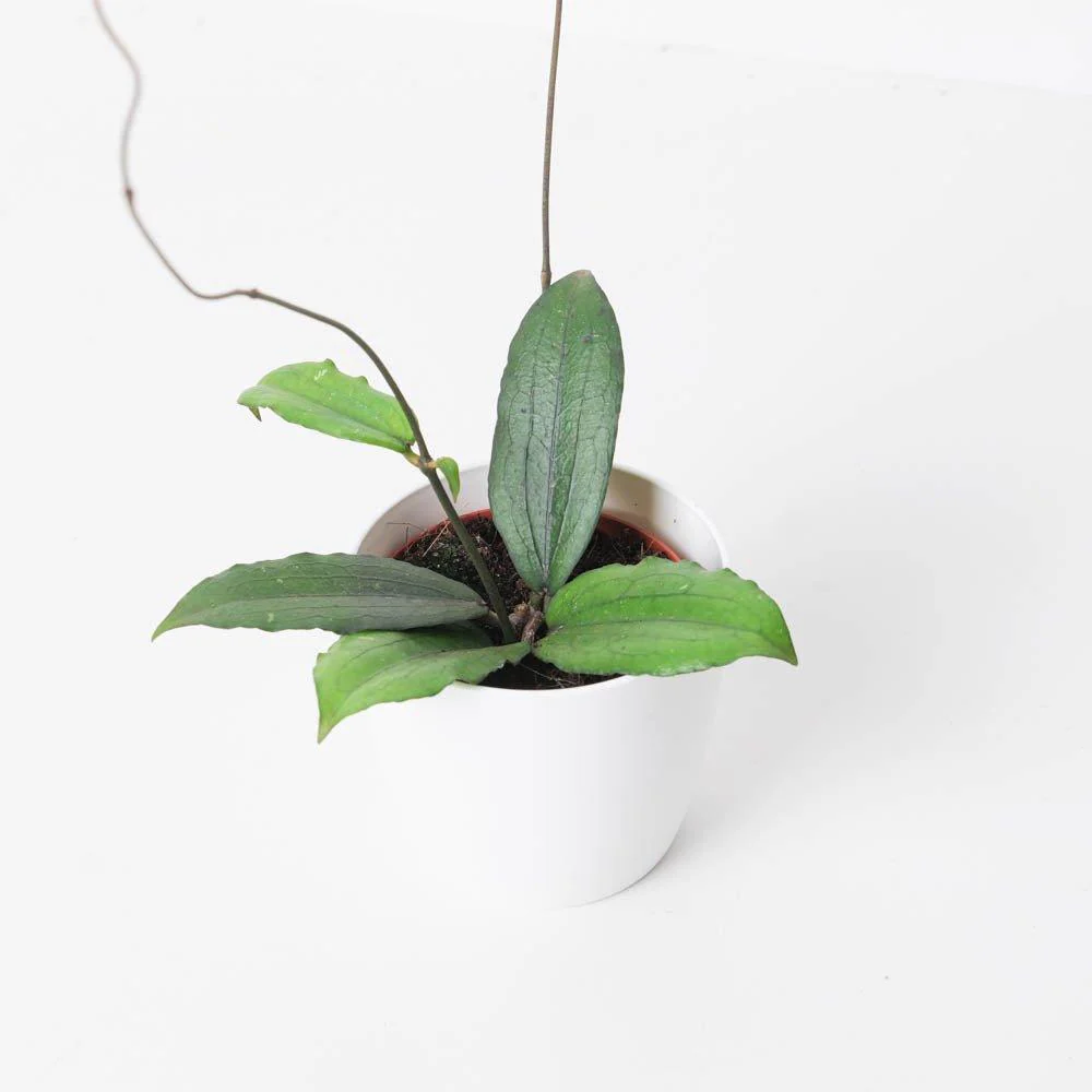 Hoya Erythrina - Image 2