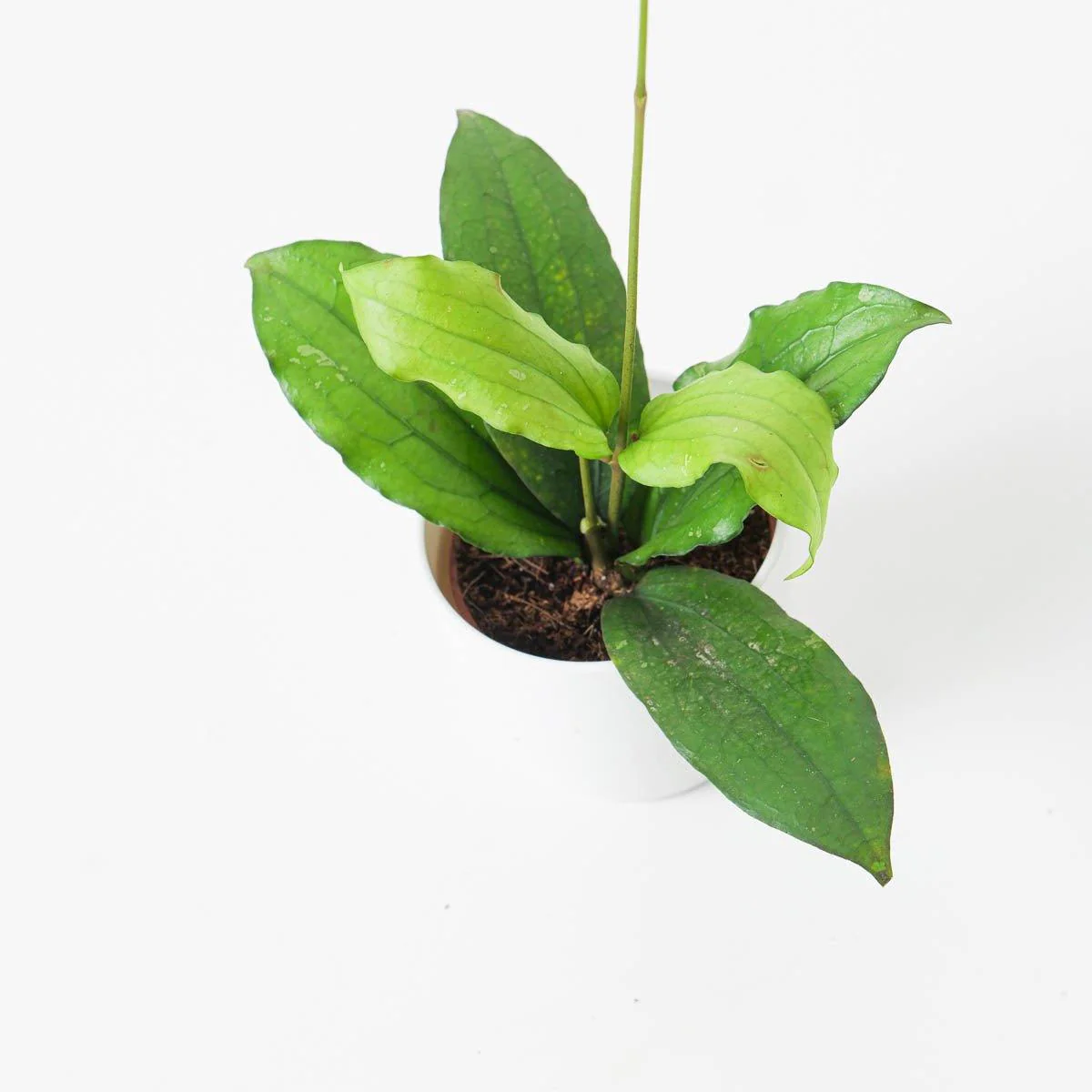 Hoya Erythrina - Image 3