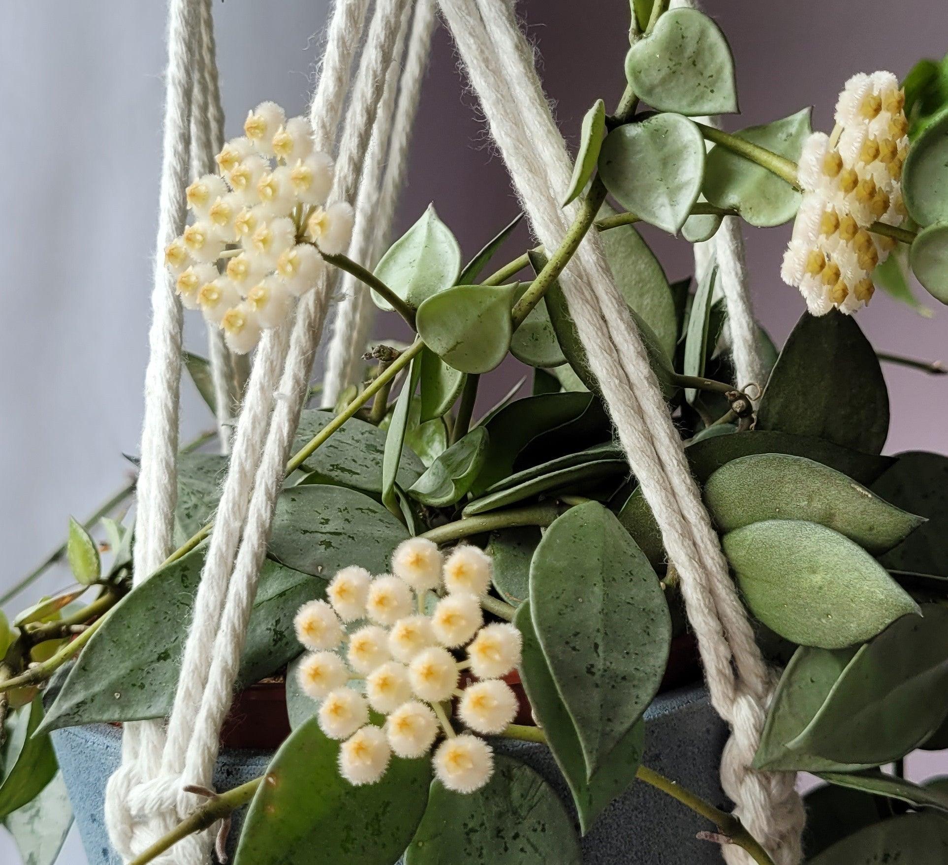 Hoya Krohniana Eskimo - Image 3