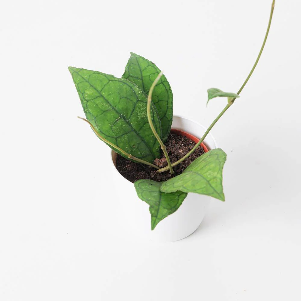 Hoya finlaysonii