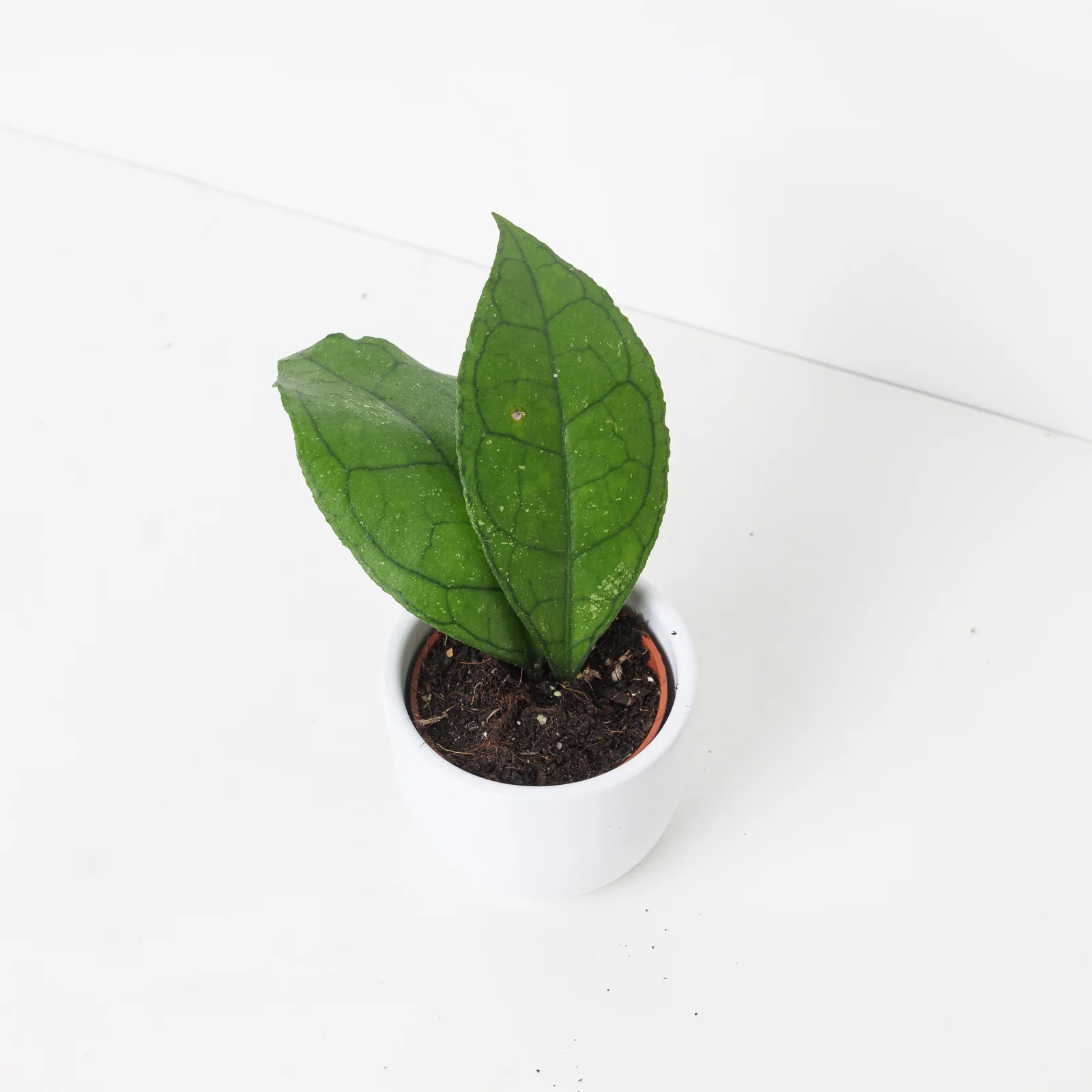 Hoya finlaysonii 'Sarawak' - Image 2