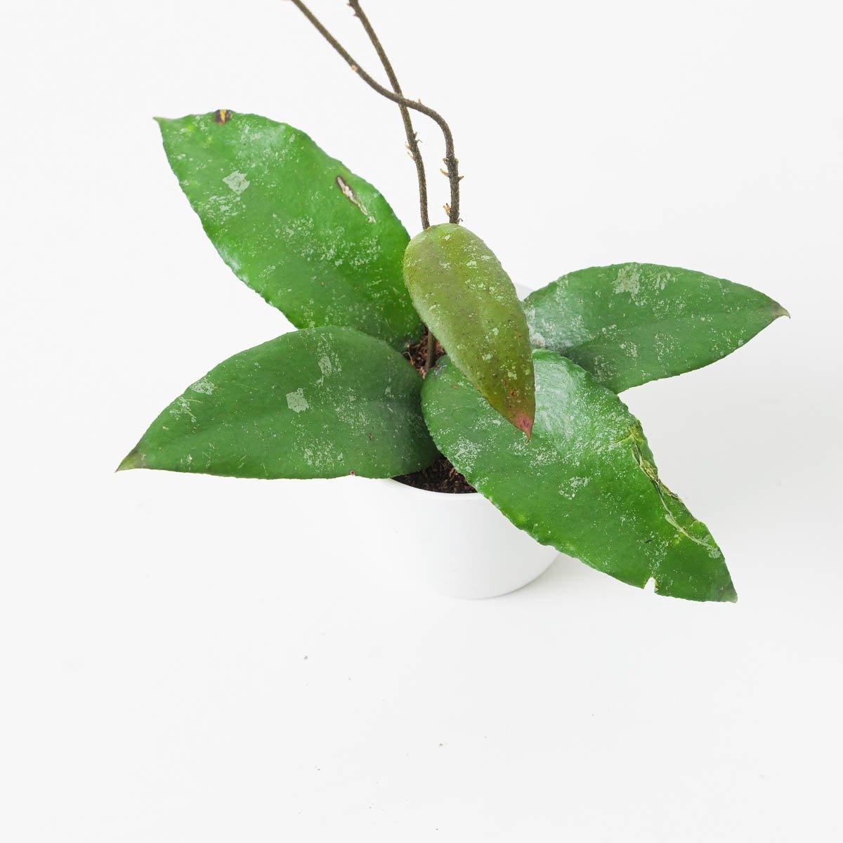 Hoya flagellatta - Image 2