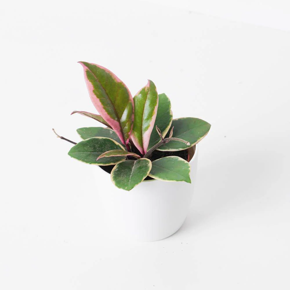 Hoya 'Flamingo Dreams'