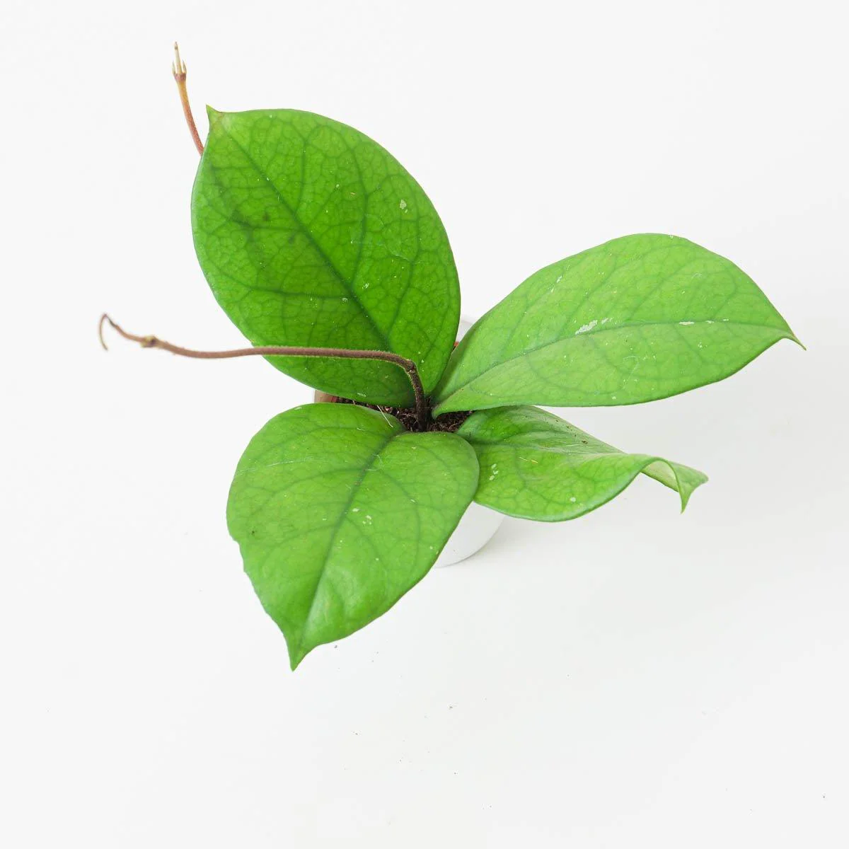Hoya Fungii