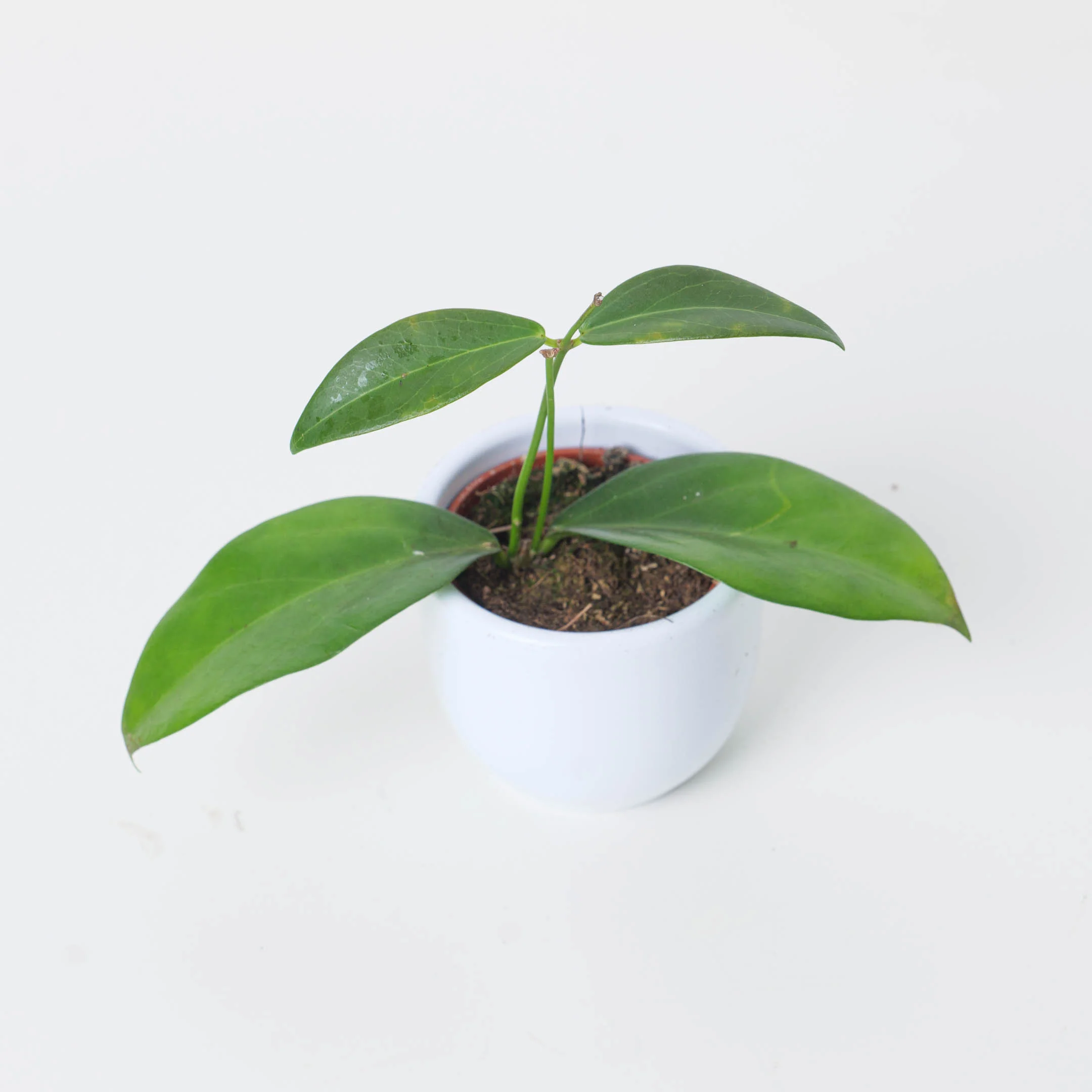 Hoya globulifera