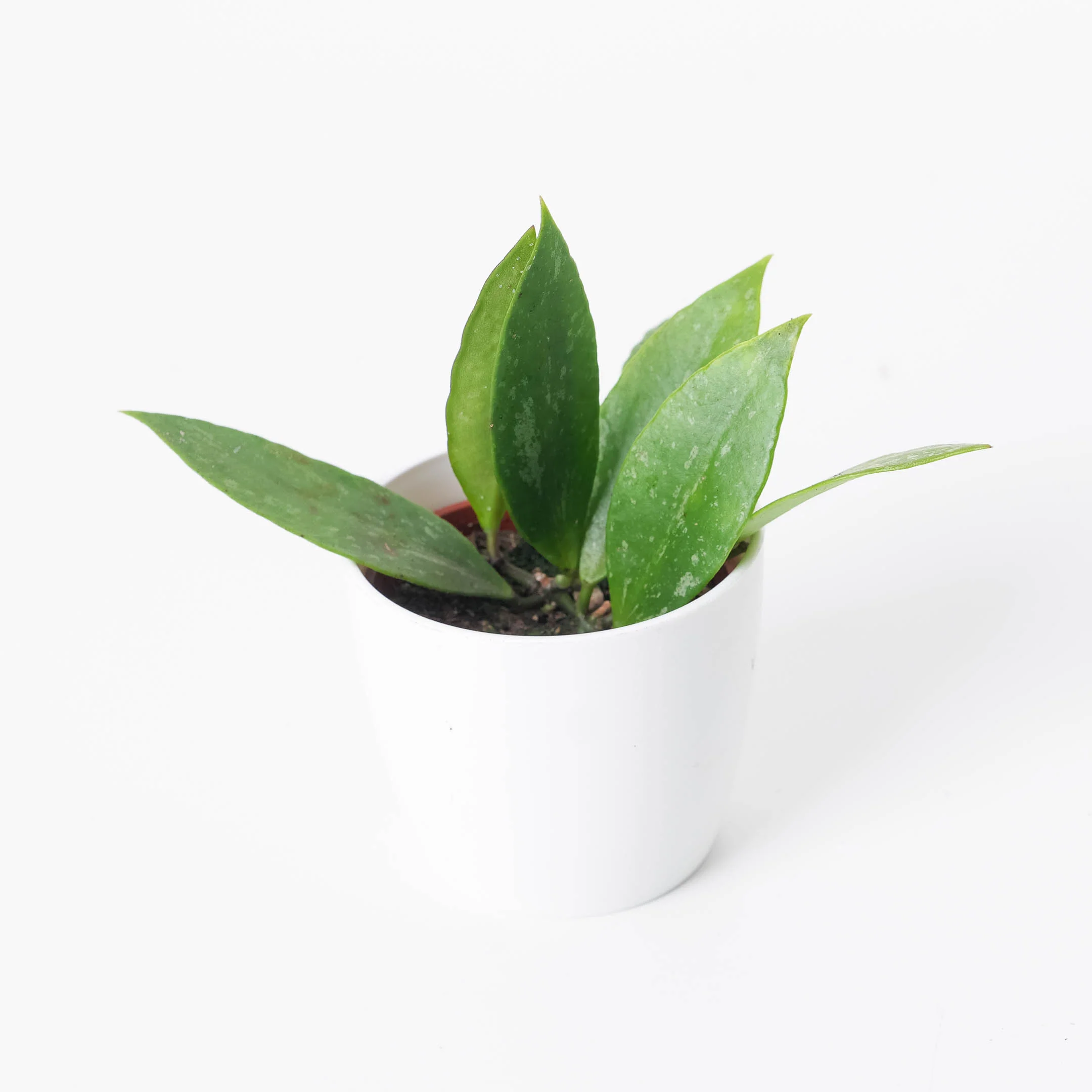 Hoya Gracilis | Hoya Memoria - Image 4