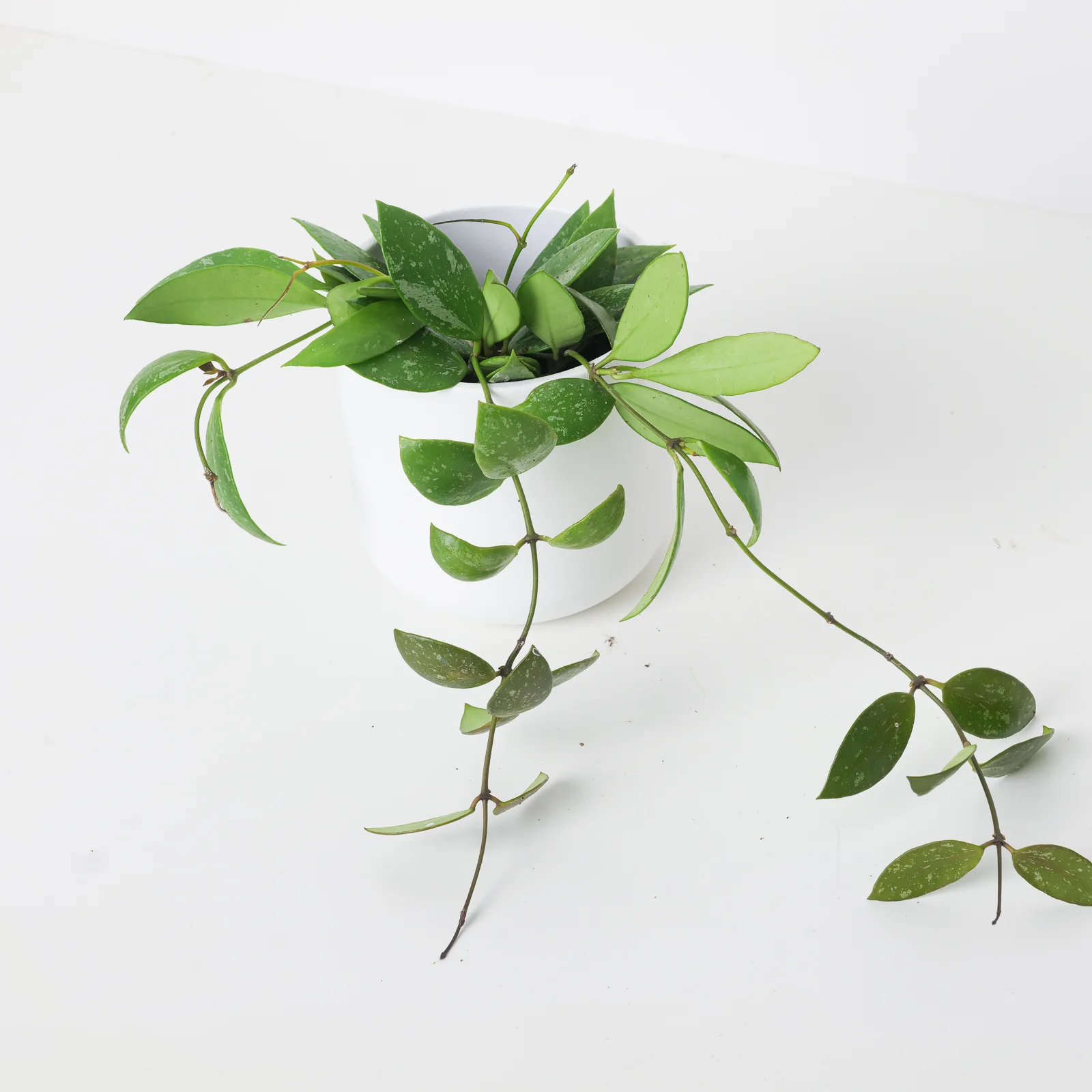 Hoya Gracilis | Hoya Memoria - Image 5