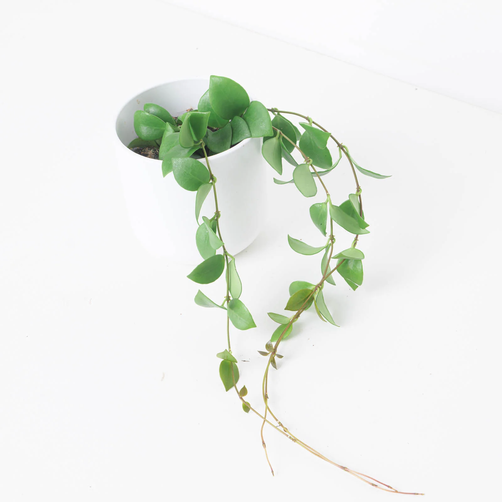 Hoya heuschkeliana
