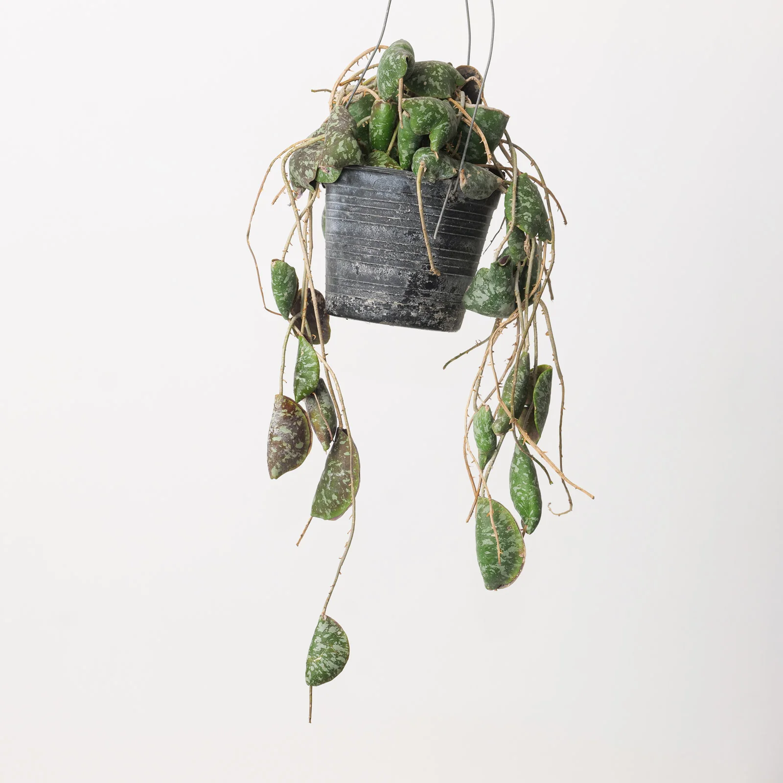 Hoya Imbricata