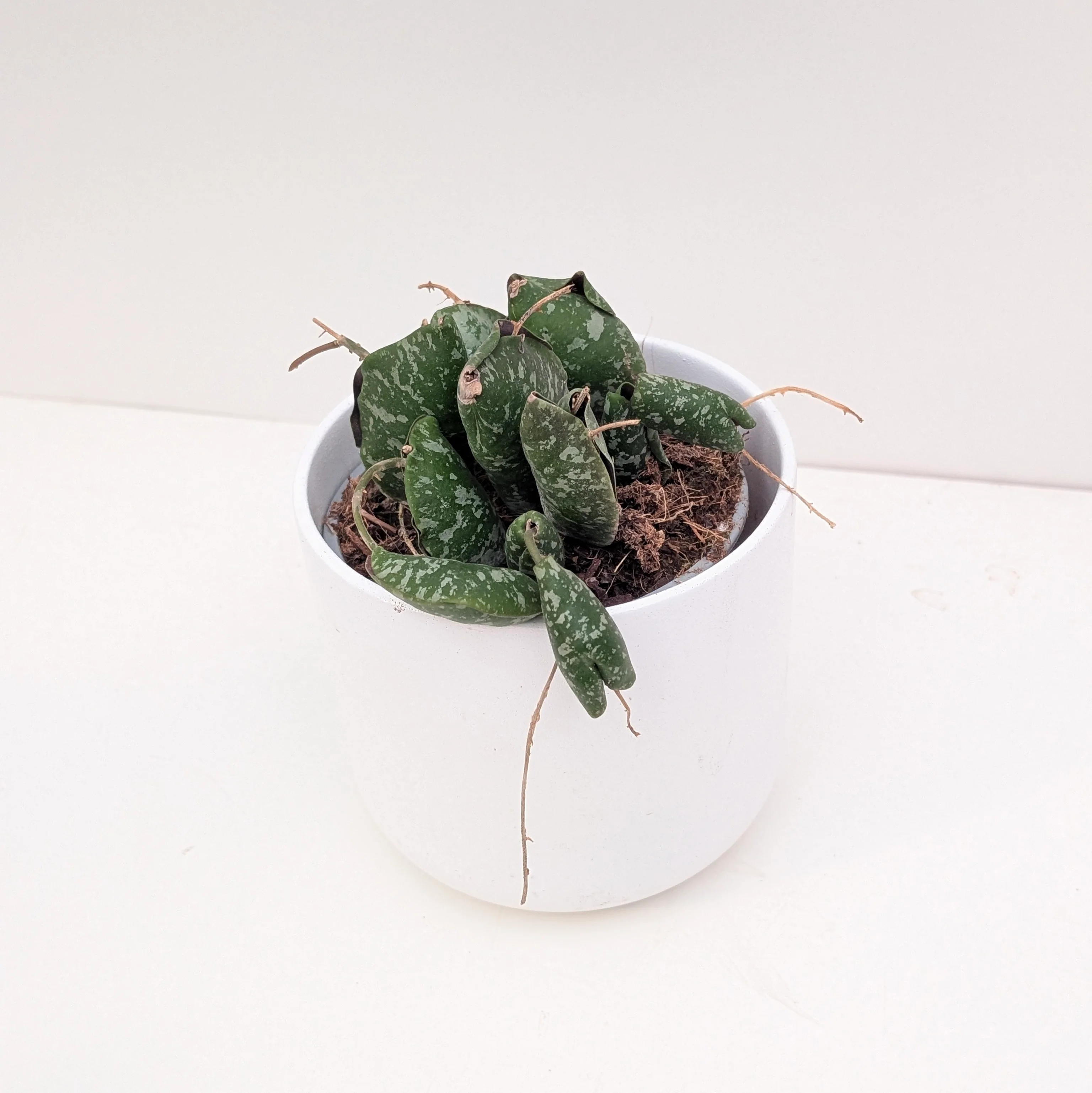 Hoya Imbricata - Image 2