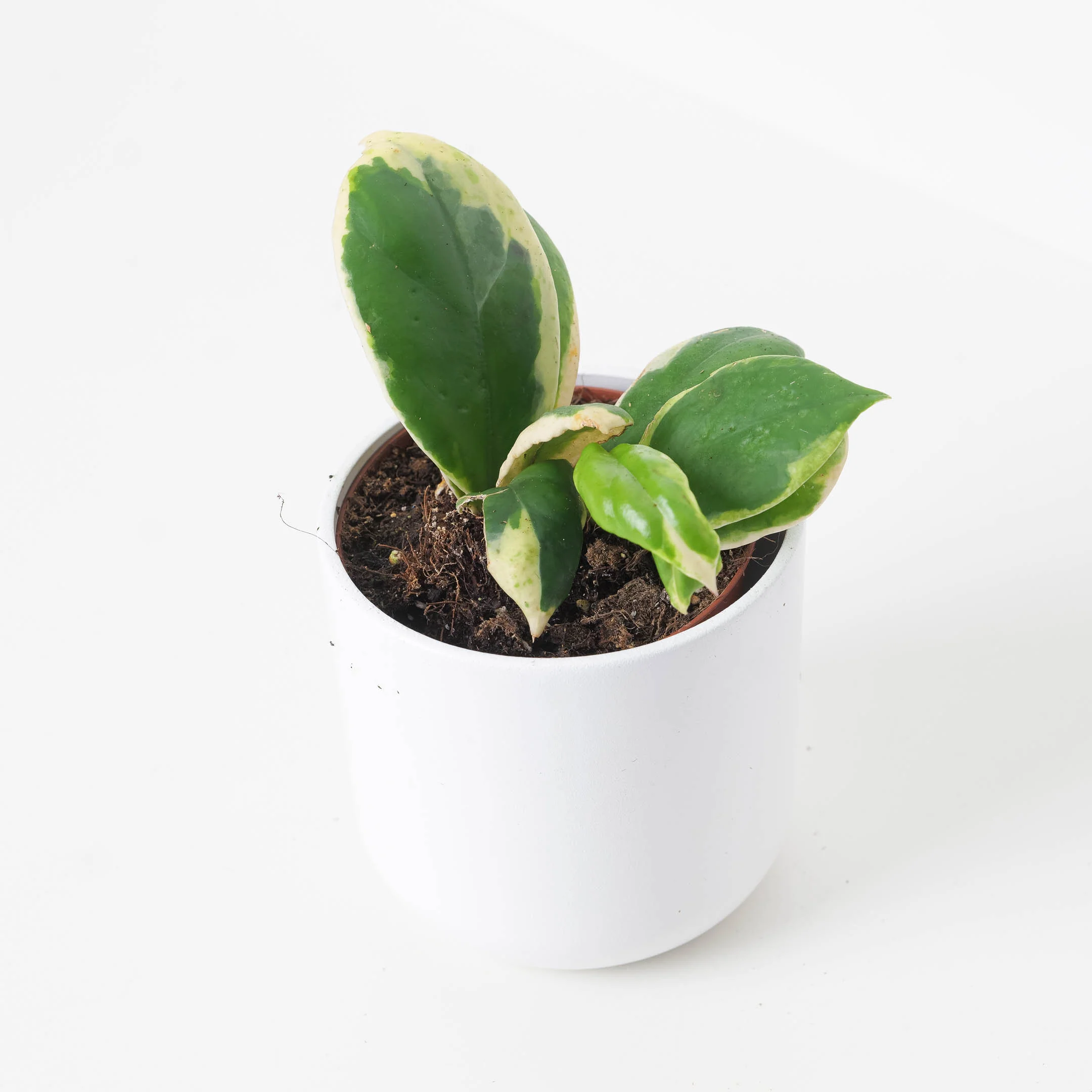 Hoya incrassata albo