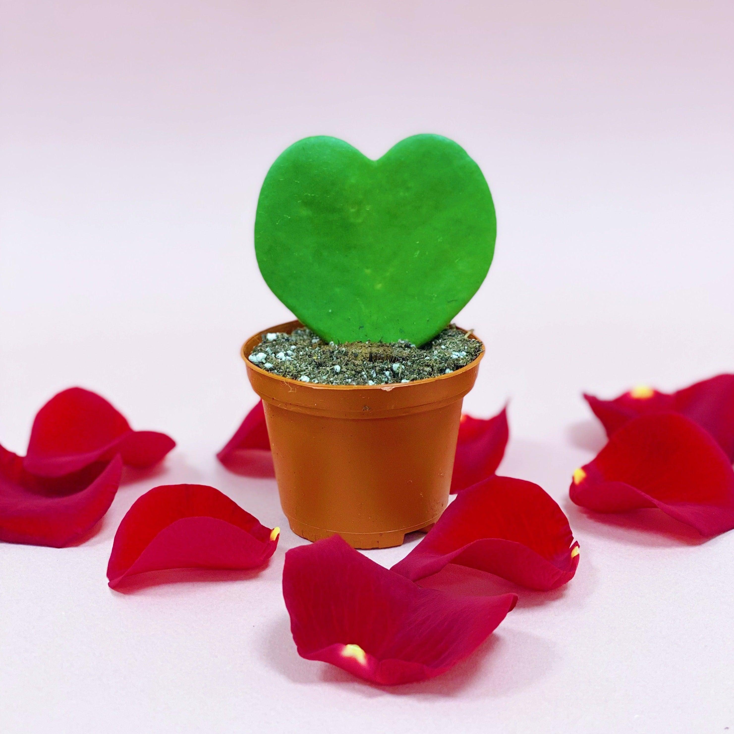 Hoya Kerrii | Sweetheart Plant