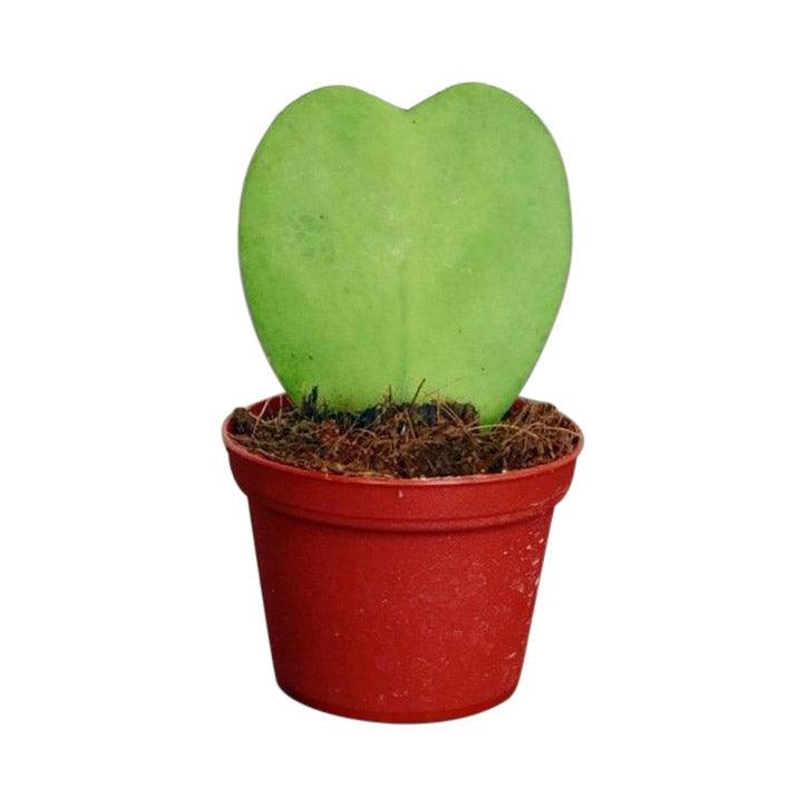 Hoya Kerrii | Sweetheart Plant - Image 2
