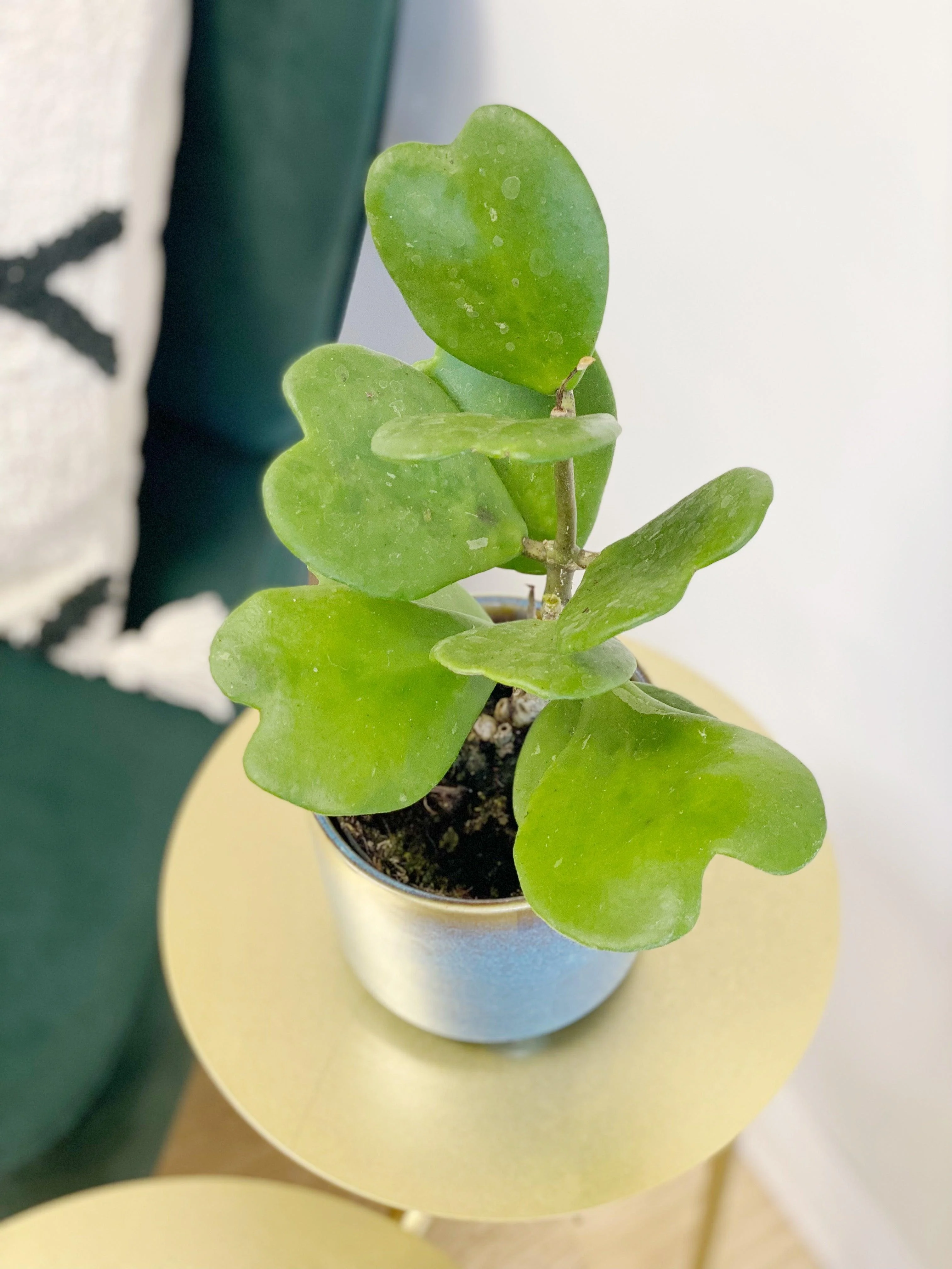 Hoya Kerrii | Sweetheart Plant - Image 3