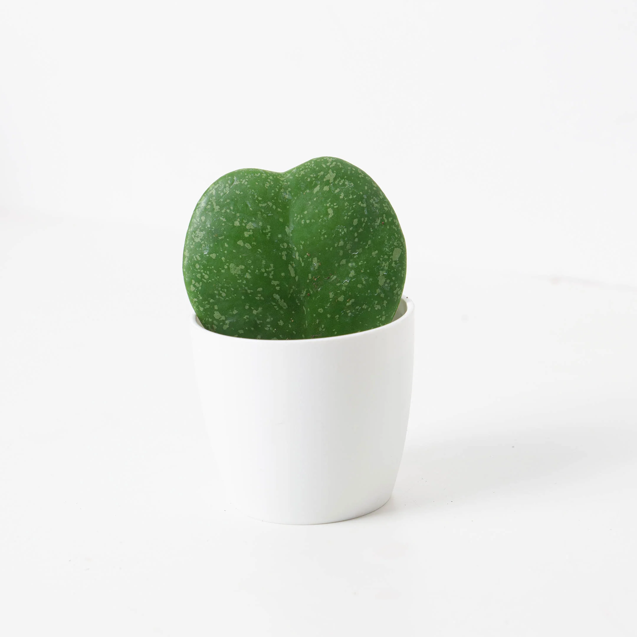 Hoya Kerrii Splash